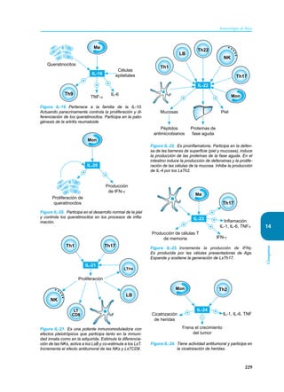 229
Inmunología de Rojas
Citoquinas
14
Queratinocitos
Células
epiteliales
TNF-α
IL-6
Th9
+
IL-19
Mø
+
Figura IL-19. Pertenece a la familia de la IL-10.
Actuando paracrinamente controla la proliferación y di-
ferenciación de los queratinocitos. Participa en la pato-
génesis de la artritis reumatoide
Producción
de IFN-α
Proliferación de
queratinocitos
+
+
IL-20
Mon
Figura IL-20. Participa en el desarrollo normal de la piel
y controla los queratinocitos en los procesos de infla-
mación.
Proliferación
NK
LB
Th1 Th17
LT
CD8
LTfh
IL-21
Figura IL-21. Es una potente inmunomoduladora con
efectos pleiotrópicos que participa tanto en la inmuni-
dad innata como en la adquirida. Estimula la diferencia-
ción de las NKs, activa a los LsB y co-estimula a los LsT.
Incrementa el efecto antitumoral de las NKs y LsTCD8.
Proteínas de
fase aguda
Mucosas
Péptidos
antimicrobianos
Piel
IL-22
+ + Mon
LB
Th1
Th22
Th17
NK
Figura IL-22. Es proinflamatoria. Participa en la defen-
sa de las barreras de superficie (piel y mucosas), induce
la producción de las proteínas de la fase aguda. En el
intestino induce la producción de defensinas y la prolife-
ración de las células de la mucosa. Inhibe la producción
de IL-4 por los LsTh2.
Th17
Producción de células T
de memoria
Inflamación
IL-1, IL-6, TNFα
IFN-γ
+
+
+
+
Mø
IL-23
Figura IL-23. Incrementa la producción de IFNγ.
Es producida por las células presentadoras de Ags.
Expande y sostiene la generación de LsTh17.
Frena el crecimiento
del tumor
Cicatrización
de heridas
IL-1, IL-6, TNF
Mon Th2
IL-24
+ +
–
Figura IL-24. Tiene actividad antitumoral y participa en
la cicatrización de heridas.
+
 