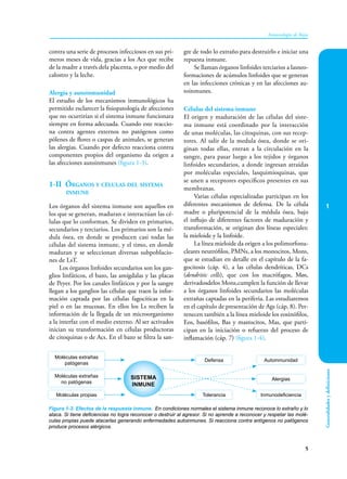 1
5
Inmunología de Rojas
Generalidades
y
definiciones
contra una serie de procesos infecciosos en sus pri-
meros meses de vida, gracias a los Acs que recibe
de la madre a través dela placenta, o por medio del
calostro y la leche.
Alergia y autoinmunidad
El estudio de los mecanismos inmunológicos ha
permitido esclarecer la fisiopatología de afecciones
que no ocurrirían si el sistema inmune funcionara
siempre en forma adecuada. Cuando este reaccio-
na contra agentes externos no patógenos como
pólenes de flores o caspas de animales, se generan
las alergias. Cuando por defecto reacciona contra
componentes propios del organismo da origen a
las afecciones autoinmunes (figura 1-3).
1-II Órganos y células del sistema
inmune
Los órganos del sistema inmune son aquellos en
los que se generan, maduran e interactúan las cé-
lulas que lo conforman. Se dividen en primarios,
secundarios y terciarios. Los primarios son la mé-
dula ósea, en donde se producen casi todas las
células del sistema inmune, y el timo, en donde
maduran y se seleccionan diversas subpoblacio-
nes de LsT.
Los órganos linfoides secundarios son los gan-
glios linfáticos, el bazo, las amígdalas y las placas
de Peyer. Por los canales linfáticos y por la sangre
llegan a los ganglios las células que traen la infor-
mación captada por las células fagocíticas en la
piel o en las mucosas. En ellos los Ls reciben la
información de la llegada de un microorganismo
a la interfaz con el medio externo. Al ser activados
inician su transformación en células productoras
de citoquinas o de Acs. En el bazo se filtra la san-
gre de todo lo extraño para destruirlo e iniciar una
repuesta inmune.
Se llaman órganos linfoides terciarios a lasneo-
formaciones de acúmulos linfoides que se generan
en las infecciones crónicas y en las afecciones au-
toinmunes.
Células del sistema inmune
El origen y maduración de las células del siste-
ma inmune está coordinado por la interacción
de unas moléculas, las citoquinas, con sus recep-
tores. Al salir de la medula ósea, donde se ori-
ginan todas ellas, entran a la circulación en la
sangre, para pasar luego a los tejidos y órganos
linfoides secundarios, a donde ingresan atraídas
por moléculas especiales, lasquimioquinas, que
se unen a receptores específicos presentes en sus
membranas.
Varias células especializadas participan en los
diferentes mecanismos de defensa. De la célula
madre o pluripotencial de la médula ósea, bajo
el influjo de diferentes factores de maduración y
transformación, se originan dos líneas especiales:
la mieloide y la linfoide.
La línea mieloide da origen a los polimorfonu-
cleares neutrófilos, PMNs, a los monocitos, Mons,
que se estudian en detalle en el capítulo de la fa-
gocitosis (cáp. 4), a las células dendríticas, DCs
(dendritic cells), que con los macrófagos, Møs,
derivadosdelos Mons,cumplen la función de llevar
a los órganos linfoides secundarios las moléculas
extrañas captadas en la periferia. Las estudiaremos
en el capítulo de presentación de Ags (cáp. 8). Per-
tenecen también a la línea mieloide los eosinófilos,
Eos, basófilos, Bas y mastocitos, Mas, que parti-
cipan en la iniciación o refuerzo del proceso de
inflamación (cáp. 7) (figura 1-4).
Figura 1-3. Efectos de la respuesta inmune. En condiciones normales el sistema inmune reconoce lo extraño y lo
ataca. Si tiene deficiencias no logra reconocer o destruir al agresor. Si no aprende a reconocer y respetar las molé-
culas propias puede atacarlas generando enfermedades autoinmunes. Si reacciona contra antígenos no patógenos
produce procesos alérgicos.
SISTEMA
INMUNE
Moléculas extrañas
patógenas
Moléculas extrañas
no patógenas
Moléculas propias
Defensa
Tolerancia
Autoinmunidad
Alergias
Inmunodeficiencia
 