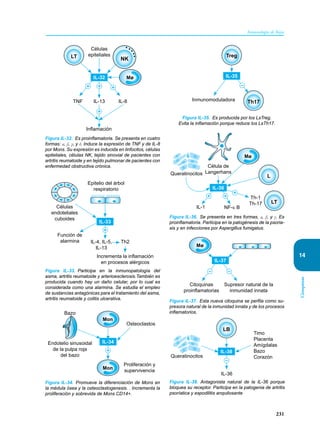 231
Inmunología de Rojas
Citoquinas
14
IL-13 IL-8
TNF
NK
LT
Células
epiteliales
Inflamación
+ +
+
+
IL-32 Mø
Figura IL-32. Es proinflamatoria. Se presenta en cuatro
formas: α, β, γ, y δ. Induce la expresión de TNF y de IL-8
por Mons. Su expresión es inducida en linfocitos, células
epiteliales, células NK, tejido sinovial de pacientes con
artritis reumatoide y en tejido pulmonar de pacientes con
enfermedad obstructiva crónica.
IL-4, IL-5,
IL-13
Th2
Epitelio del árbol
respiratorio
Función de
alarmina
Incrementa la inflamación
en procesos alérgicos
Células
endoteliales
cuboides
IL-33
+
Figura IL-33. Participa en la inmunopatología del
asma, artritis reumatoide y arterioesclerosis.También es
producida cuando hay un daño celular, por lo cual es
considerada como una alarmina. Se estudia el empleo
de sustancias antagónicas para el tratamiento del asma,
artritis reumatoide y colitis ulcerativa.
Bazo
Mon
Mon
Endotelio sinusoidal
de la pulpa roja
del bazo
Proliferación y
supervivencia
Osteoclastos
IL-34
+
Figura IL-34. Promueve la diferenciación de Mons en
la médula ósea y la osteoclastogenesis. . Incrementa la
proliferación y sobrevida de Mons CD14+.
Inmunomoduladora
–
Th17
Treg
IL-35
Figura IL-35. Es producida por los LsTreg.
Evita la inflamación porque reduce los LsTh17.
Célula de
Langerhans
NF-к B
IL-1
Th-1
Th-17
+
+
+
Queratinocitos
LT
Mø
L
IL-36
Figura IL-36. Se presenta en tres formas, α, β, y γ. Es
proinflamatoria. Participa en la patogénesis de la psoria-
sis y en infecciones por Aspergillus fumigatus.
Mø
Citoquinas
proinflamatorias
Supresor natural de la
inmunidad innata
–
–
IL-37
Figura IL-37. Esta nueva citoquina se perfila como su-
presora natural de la inmunidad innata y de los procesos
inflamatorios.
Queratinocitos
Timo
Placenta
Amígdalas
Bazo
Corazón
IL-36
LB
–
IL-38
Figura IL-38. Antagonista natural de la IL-36 porque
bloquea su receptor. Participa en la patogenia de artritis
psoríatica y espodilitis anquilosante
 