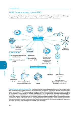 232
Inmunología de Rojas
Citoquinas
14
14-III	Factor de necrosis tumoral (TNF)
Constituye una familia especial de citoquinas, con más de 19 miembros que interactúan con 29 recepto-
res diferentes. Las más estudiadas inicialmente fueron denominadas TNF y linfotoxina.
Migración
Maduración
Apoptosis
Expresión de
HLA-I y HLA-II
Reclutamiento
Capacidad
microbicida
Expresión de moléculas
de adherencia
Producción de quimio-
quinas
Ac
Reclutamiento
Secreción de
quimioquinas y
citoquinas
(IL-1, IL-6, TNF)
Presentación
de Ag
Proteínas de la fase
aguda de la inflamación Fiebre
Caquexia Si se produce
en exceso
Síndrome séptico
Supresión de la inmunidad
adquirida (IL-10, TGF-β)
NK
LB
LT
LT
TNF
(Caquectina)
Mø
Mø
Mas
+
+ +
+
+
PMN
Células
tumorales
Actividades sistémicas
+
+
+
+
+
+
Figura Factor de Necrosis Tumoral, TNF. Los inductores más potentes para la producción de TNF por parte de los
Møs, son los lipopolisacáridos y elementos de las membranas bacterianas. Su acción es diferente según el receptor
al cual se una, si al TNF-R1 produce apoptosis de algunas células, lisis de células tumorales y necrosis hemorrágica
en los tumores. Si lo hace al TNF-R2 induce la proliferación de LsT. Su producción se incrementa notoriamente en la
malaria y en las meningitis así como en la fase inicial de la leishmaniasis. En las formas graves de malaria por P. falci-
parum, esta citoquina es responsable de gran parte de la sintomatología. Induce lipólisis que conduce a caquexia en
pacientes con cáncer e infecciones crónicas. Esta participación en el choque séptico, malaria cerebral y en procesos
inflamatorios crónicos, como la artritis reumatoide, ha estimulado el desarrollo de moléculas antagónicas, algunas de
las cuales se usan ya en la clínica para el control de estas afecciones.
 
