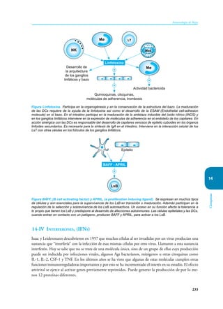 233
Inmunología de Rojas
Citoquinas
14
14-IV Interferones, (IFNs)
Isaac y Leidenmann descubrieron en 1957 que muchas células al ser invadidas por un virus producían una
sustancia que “interfería” con la infección de esas mismas células por otro virus. Llamaron a esta sustancia
interferón. Hoy se sabe que no se trata de una molécula única, sino de un grupo de ellas cuya producción
puede ser inducida por infecciones virales, algunos Ags bacterianos, mitógenos u otras citoquinas como
IL-1, IL-2, CSF-1 y TNF. En los últimos años se ha visto que algunas de estas moléculas cumplen otras
funciones inmunorreguladoras importantes y por esto se ha incrementado el interés en su estudio. El efecto
antiviral se ejerce al activar genes previamente reprimidos. Puede generar la producción de por lo me-
nos 12 proteínas diferentes.
Desarrollo de
la arquitectura
de los ganglios
linfáticos y bazo
Quimioquinas, citoquinas,
moléculas de adherencia, trombosis
Actividad bactericida
+
+
+
NK
LT
Mø
Mø
Mas
Linfotoxina
Figura Linfotoxina. Participa en la organogénesis y en la conservación de la estructura del bazo. La maduración
de las DCs requiere de la ayuda de la linfotoxina así como el desarrollo de la ESAM (Endothelial cell-adhesion
molecule) en el bazo. En el intestino participa en la maduración de la sintetaza inducible del óxido nítrico (iNOS) y
en los ganglios linfáticos interviene en la expresión de moléculas de adherencia en el endotelio de los capilares. En
acción sinérgica con las DCs es responsable del desarrollo de capilares venosos de epitelio cuboides en los órganos
linfoides secundarios. Es necesaria para la síntesis de IgA en el intestino. Interviene en la interacción celular de los
LsT con otras células en los folículos de los ganglios linfáticos.
Figura BAFF, (B cell activating factor) y APRIL, (a proliferation inducing ligand). Se expresan en muchos tipos
de células y son esenciales para la supervivencia de los LsB en transición o maduración. Además participan en la
regulación de la selección y sobrevivencia de los LsB autoreactivos. Un exceso en su función afecta la tolerancia a
lo propio que tienen los LsB y predispone al desarrollo de afecciones autoinmunes. Las células epiteliales y las DCs,
cuando entran en contacto con un patógeno, producen BAFF y APRIL, para activar a los LsB.
+
LsB
Epitelio
BAFF - APRIL
 