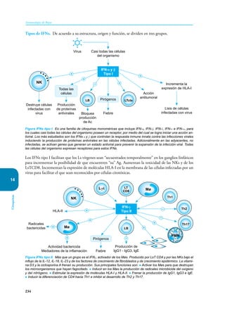 234
Inmunología de Rojas
Citoquinas
14
Tipos de IFNs. De acuerdo a su estructura, origen y función, se dividen en tres grupos.
Casi todas las células
del organismo
Destruye células
infectadas con
virus
Producción
de proteínas
antivirales Bloquea
producción
de Ac
Incrementa la
expresión de HLA-I
Lisis de células
infectadas con virus
Acción
antitumoral
Fiebre
Virus
NK
LB LTctx
IFN-α y β
Tipo I
Todas las
células
Pirógenos
+
+
+
+
–
Figura IFNs tipo I. Es una familia de citoquinas monoméricas que incluye IFN-α, IFN-β, IFN-έ, IFN-к e IFN-ω, para
los cuales casi todas las células del organismo poseen un receptor, por medio del cual se logra iniciar una acción an-
tiviral. Los más estudiados son los IFNs α y β que controlan la respuesta inmune innata contra las infecciones virales
induciendo la producción de proteínas antivirales en las células infectadas. Adicionalmente en las adyacentes, no
infectadas, se activan genes que generan un estado antiviral para prevenir la expansión de la infección viral. Todas
las células del organismo expresan receptores para estos IFNs.
Los IFNs tipo I facilitan que los Ls vírgenes sean “secuestrados temporalmente” en los ganglios linfáticos
para incrementar la posibilidad de que encuentren “su” Ag. Aumentan la toxicidad de las NKs y de los
LsTCD8. Incrementan la expresión de moléculas HLA-I en la membrana de las células infectadas por un
virus para facilitar el que sean reconocidos por células citotóxicas.
Figura IFNs tipo II. Más que un grupo es el IFNγ, activador de los Møs. Producido por LsT CD4 y por las NKs bajo el
influjo de la IL-12, IL-18, IL-23 y de los factores de crecimiento de fibroblastos y de crecimiento epidérmico. La vitami-
na D3 y la ciclosporina A frenan su producción. Sus principales funciones son: ● Activar los Møs para que destruyan
los microorganismos que hayan fagocitado. ● Inducir en los Møs la producción de radicales microbicida del oxígeno
y del nitrógeno. ● Estimular la expresión de moléculas HLA-I y HLA-II. ● Frenar la producción de IgG1, IgG3 e IgE.
● Inducir la diferenciación de CD4 hacia Th1 e inhibir el desarrollo de Th2 y Th17.
Actividad bactericida
Mediadores de la inflamación
Radicales
bactericidas
Producción de
IgG1 - IgG3, IgE
HLA-II
Fiebre
NK
LB
Th2
Mø
Mø
IFN-γ
Tipo II
Pirógenos
+
+
+
+
+
+
–
–
PMN
Lγδ
Th1
LT
CD8
Th17
–
 