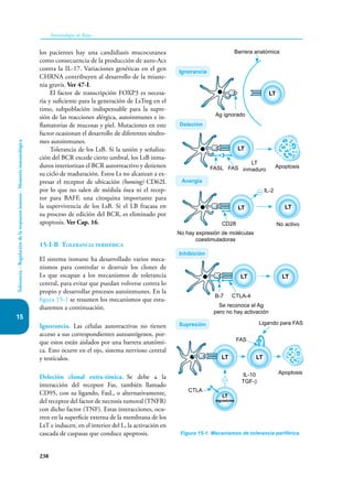 238
Inmunología de Rojas
Tolerancia.
-
Regulación
de
la
respuesta
inmune
-
Memoria
inmunológica
15
los pacientes hay una candidiasis mucocutanea
como consecuencia de la producción de auto-Acs
contra la IL-17. Variaciones genéticas en el gen
CHRNA contribuyen al desarrollo de la miaste-
nia gravis. Ver 47-I.
El factor de transcripción FOXP3 es necesa-
ria y suficiente para la generación de LsTreg en el
timo, subpoblación indispensable para la supre-
sión de las reacciones alérgica, autoinmunes e in-
flamatorias de mucosas y piel. Mutaciones en este
factor ocasionan el desarrollo de diferentes síndro-
mes autoinmunes.
Tolerancia de los LsB. Si la unión y señaliza-
ción del BCR excede cierto umbral, los LsB inma-
duros interiorizan el BCR autorreactivo y detienen
su ciclo de maduración. Estos Ls no alcanzan a ex-
presar el receptor de ubicación (homing) CD62L
por lo que no salen de médula ósea ni el recep-
tor para BAFF, una citoquina importante para
la supervivencia de los LsB. Si el LB fracasa en
su proceso de edición del BCR, es eliminado por
apoptosis. Ver Cap. 16.
15-I-B Tolerancia periférica
El sistema inmune ha desarrollado varios meca-
nismos para controlar o destruir los clones de
Ls que escapan a los mecanismos de tolerancia
central, para evitar que puedan volverse contra lo
propio y desarrollar procesos autoinmunes. En la
figura 15-1 se resumen los mecanismos que estu-
diaremos a continuación.
Ignorancia. Las células autoreactivas no tienen
acceso a sus correspondientes autoantígenos, por-
que estos están aislados por una barrera anatómi-
ca. Esto ocurre en el ojo, sistema nervioso central
y testículos.
Deleción clonal extra-tímica. Se debe a la
interacción del receptor Fas, también llamado
CD95, con su ligando, FasL, o alternativamente,
del receptor del factor de necrosis tumoral (TNFR)
con dicho factor (TNF). Estas interacciones, ocu-
rren en la superficie externa de la membrana de los
LsT e inducen, en el interior del L, la activación en
cascada de caspasas que conduce apoptosis. Figura 15-1. Mecanismos de tolerancia periférica.
LT
Barrera anatómica
Ignorancia
Ag ignorado
Deleción
LT
inmaduro
FASL FAS Apoptosis
Apoptosis
CTLA
Anergia
Inhibición
Supresión Ligando para FAS
IL-10
TGF-β
FAS
B-7 CTLA-4
Se reconoce el Ag
pero no hay activación
CD28 No activo
No hay expresión de moléculas
coestimuladoras
LT
LT
LT
LT
LT
LT
reguladores
LT
LT
IL-2
 