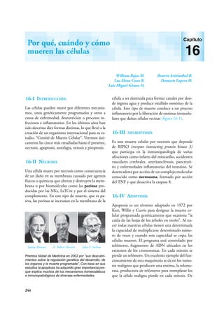 244
William Rojas M.
Luz Elena Cano R.
Luis Miguel Gómez O.
Beatriz Aristizábal B.
Damaris Lopera H.
Por qué, cuándo y cómo
mueren las células
Capítulo
16
16-I Introducción
Las células pueden morir por diferentes mecanis-
mos, unos genéticamente programados y otros a
causa de enfermedad, desnutrición o procesos in-
fecciosos e inflamatorios. En los últimos años han
sido descritas diez formas distintas, lo que llevó a la
creación de un organismo internacional para su es-
tudio, “Comité de Muerte Celular”. Veremos úni-
camente las cinco más estudiadas hasta el presente,
necrosis, apoptosis, autofagia, netosis y piroptosis.
16-II Necrosis
Una célula muere por necrosis como consecuencia
de un daño en su membrana causado por agentes
físicos o químicos que alteran y destruyen la mem-
brana o por biomoléculas como las porinas pro-
ducidas por las NKs, LsTCtx y por el sistema del
complemento. En este tipo de muerte, que es pa-
siva, las porinas se incrustan en la membrana de la
célula a ser destruida para formar canales por don-
de ingresa agua y produce estallido osmótico de la
célula. Este tipo de muerte conduce a un proceso
inflamatorio por la liberación de enzimas intracelu-
lares que dañan células vecinas (figura 16-1).
16-III necroptosis
Es una muerte celular por necrosis que depende
de RIPK3 (receptor interacting protein kinase 3)
que participa en la inmunopatología de varias
afecciones como infarto del miocardio, accidentes
vasculares cerebrales, arterioesclerosis, pancreati-
tis y enfermedades inflamatorias del intestino. Se
desencadena por acción de un complejo molecular
conocido como necrosoma, formado por acción
del TNF y que desactiva la caspasa 8.
16-IV Apoptosis
Apoptosis es un término adoptado en 1972 por
Kerr, Willie y Currie para designar la muerte ce-
lular programada genéticamente que ocasiona “la
caída de las hojas de los árboles en otoño”. Al na-
cer todas nuestras células tienen una determinada
la capacidad de multiplicarse determinado núme-
ro de veces y cuando esta capacidad se copa, las
células mueren. El programa está controlado por
telómeros, fragmentos de ADN ubicados en los
extremos de los cromosomas. En cada mitosis se
pierde un telómero. Un excelente ejemplo del fun-
cionamiento de esta maquinaria se da en los tumo-
res malignos que producen una enzima, la telome-
rasa, productora de telómeros para reemplazar los
que la célula maligna pierde en cada mitosis. De
Premios Nobel de Medicina en 2002 por “sus descubri-
mientos sobre la regulación genética del desarrollo, de
los órganos y la muerte programada”. Con base en sus
estudios la apoptosis ha adquirido gran importancia por-
que explica muchos de los mecanismos homeostáticos
e inmunopatológicos de diversas enfermedades.
Sydney Brenner H. Robert Horvitz John E. Sulston
 