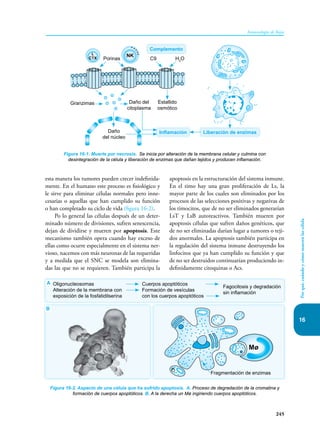 16
245
Inmunología de Rojas
Por
qué,
cuándo
y
cómo
mueren
las
célula
esta manera los tumores pueden crecer indefinida-
mente. En el humano este proceso es fisiológico y
le sirve para eliminar células normales pero inne-
cesarias o aquellas que han cumplido su función
o han completado su ciclo de vida (figura 16-2).
Po lo general las células después de un deter-
minado número de divisiones, sufren senescencia,
dejan de dividirse y mueren por apoptosis. Este
mecanismo también opera cuando hay exceso de
ellas como ocurre especialmente en el sistema ner-
vioso, nacemos con más neuronas de las requeridas
y a medida que el SNC se modela son elimina-
das las que no se requieren. También participa la
apoptosis en la estructuración del sistema inmune.
En el timo hay una gran proliferación de Ls, la
mayor parte de los cuales son eliminados por los
procesos de las selecciones positivas y negativas de
los timocitos, que de no ser eliminados generarían
LsT y LsB autoreactivos. También mueren por
apoptosis células que sufren daños genéticos, que
de no ser eliminadas darían lugar a tumores o teji-
dos anormales. La apoptosis también participa en
la regulación del sistema inmune destruyendo los
linfocitos que ya han cumplido su función y que
de no ser destruidos continuarían produciendo in-
definidamente citoquinas o Acs.
Figura 16-1. Muerte por necrosis. Se inicia por alteración de la membrana celular y culmina con
desintegración de la célula y liberación de enzimas que dañan tejidos y producen inflamación.
L
CTX
NK
Porinas
Granzimas Daño del
citoplasma
Daño
del núcleo
Inflamación Liberación de enzimas
Complemento
Estallido
osmótico
C9 H2
O
Figura 16-2. Aspecto de una célula que ha sufrido apoptosis. A. Proceso de degradación de la cromatina y
formación de cuerpos apoptóticos. B. A la derecha un Mø ingiriendo cuerpos apoptóticos.
A Oligonucleosomas Cuerpos apoptóticos
Alteración de la membrana con Formación de vesículas
Fagocitosis y degradación
exposición de la fosfatidilserina con los cuerpos apoptóticos
sin inflamación
Fragmentación de enzimas
Mø
B
 