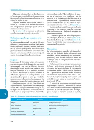 16
246
Inmunología de Rojas
Por
qué,
cuándo
y
cómo
mueren
las
célula
El proceso es intracelular y en el no hay, como
en la muerte por necrosis, liberación de enzimas al
exterior de la célula destruida con lo que se evita
daño a las células vecinas.
Algunos microbios intracelulares como Ric-
kettsias y T. tularensis, han desarrollado mecanis-
mos antiapoptóticos para lograr que la célula en
donde viven ellos no muera.
En la tabla 16-1 se muestran las diferencias
entre las muertes por necrosis y apoptosis.
Moléculas y organelos que participan en la
apoptosis
La apoptosis está controlada por más de 200 genes
diferentes y sus respectivas proteínas. Puede ser in-
ducida por factores internos y externos. En la may-
oría de los casos participan las mitocondrias y un
grupo de enzimas intracelulares conocidas como
caspasas. La inducida por factores externos puede
ocurrir sin participación de las mitocondrias.
Caspasas
Son proteasas de cisteína que actúan sobre sustratos
que tienen residuos de ácido aspártico que se acti-
van en cascada y que entre las diferentes funciones
que cumplen, tienen la de llevar al núcleo un men-
saje para fragmentar el ADN e inducir la muerte
de la célula. Se conocen 11 caspasas diferentes en
el humano, algunas de las cuales participan en la
ejecución de la apoptosis en tanto que otras lo ha-
cen en procesos inflamatorios. Las caspasas se cla-
sifican en dos grupos: las iniciadoras que son las 8,
9 y 10 y las ejecutoras o 3, 6, y 7. Estas últimas son
responsables de la fragmentación del ADN porque
activan el CAD (caspase-activated DNase) y un fac-
tor degradador de la laminina nuclear y facilitando
la formación de cuerpos apoptóticos. Su actividad
está controlada por los IAPs, inhibidores de caspa-
sas, que se encuentran en el citoplasma y que las
mantiene en su forma inactiva. La liberación de la
proteína SMAC (supramolecular activator cluster)
conocida también como DIABLO libera las caspa-
sas que están inhibidas por los IAPs (figura 16-3).
Defectos en la producción de estas moléculas
o carencia en los receptores para ellas ocasionan
fallas en la tolerancia y facilitan la aparición de
procesos autoinmunes.
La apoptosis puede ser inducida por proce-
sos patológicos, fármacos, o toxinas (tabla 16-2).
Hay además, factores que la inhiben (tabla 16-3).
Veamos los principales componentes celulares que
participan en la apoptosis.
Mitocondrias
Las mitocondrias son organelos móviles que for-
man una red dinámica. Están rodeadas por una
membrana exterior permeable y una interior im-
permeable y entre ellas hay un espacio dentro del
cual llegan iones de hidrógeno durante el traspor-
te de electrones.
En forma continua se unen por un mecanismo
de fusión y se dividen por un proceso de fisión. Se
originaron por la endosimbiosis de eurobacterias
de respiración aeróbica. Mutaciones en algunos de
sus 13 genes causan afecciones en las cuales hay
una disfunción mitocondrial, como MELAS (mi-
tocondrial encephalomyopathy, lactic acidosis, and
stroke-like episodes caused by mutation of mitocon-
drial transfer RNAs).
El número de mitocondrias está regulado por
biogénesis para responder a la demanda de energía
de la célula. Las mitocondrias tienen un programa
de control de calidad conocido como mitofagia,
que se encarga de mantener la salud de la célula,
Tabla 16-1. Diferencias entre muerte celular por necrosis y por apoptosis.
Características Necrosis Apoptosis
Origen Patológico Fisiológico/Patológico
En la membrana Lisis Protrusiones (cuerpos apoptóticos)
Mitocondrias No participan Sí participan
Reacción inflamatoria Sí No
Requerimiento energético No Sí
 