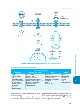 16
247
Inmunología de Rojas
Por
qué,
cuándo
y
cómo
mueren
las
célula
en la arteria pulmonar y en el ductus arterioso. Por
fisión se crean unas de menor tamaño que son más
competentes en generar reactantes del oxígeno y
acelerar la proliferación celular.
eliminando por un proceso de autofagia las mito-
condrias alteradas.
Las mitocondrias se movilizan libremente en
el citoplasma. Actúan como sensores de oxígeno
Figura 16-3. Mecanismos apoptóticos iniciados en la membrana celular.
+
+
–
–
–
LTctx
citotóxico
Mensajes
de muerte
Señales de
supervivencia
FAS
Granzimas Procaspasa 8
Citocromo C SMAC
Apaf 1
IAPS
Caspasa 9
Bcl x
Bcl w
Bcl z
Bax
Bak
BID
Bcl-2
Caspasa 8
Caspasa 3
Insulina
IL-2
IL-3
Tabla 16-2. Factores inductores de apoptosis.
Inductores de la apoptosis
Fisiológicos Asociados a daño celular Terapia Toxinas
TNFR
Ligando de Fas
TGF-β
Neurotransmisores
Ausencia de factores
de crecimiento
Pérdida de fijación
de la matriz
Ca2+
Glucocorticoides
Choque térmico
Infección viral
Toxinas bacterianas
Oncogenes: myc, rel, EA1
Factores de transcripción, p53
Linfocitos T citotóxicos
Agentes oxidantes
Radicales libres
Quimioterapia
(cisplatino, doxorrubicina,
Bleomicina, citicina,
arabidosina, metotrexate,
vincristina).
Rayos X
Radiación UV
Etanol
Beta amiloide
Veratridina
6-OHDA
3-NP
Metanfetamina
 