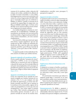16
249
Inmunología de Rojas
Por
qué,
cuándo
y
cómo
mueren
las
célula
trusiones de la membrana celular, reducción del
volumen de la célula y pérdida de la adhesión de
la célula a la matriz extracelular o a otras células.
Esta fragmentación se inicia con la activación en el
núcleo de un factor fragmentador del ADN, DEF,
que es mantenido inactivo por una molécula in-
hibidora, la DEF45. Cuando la activación de la
cascada de las caspasas llega a la caspasa siete, esta
libera el inhibidor dando lugar a la forma activa
del DEF con lo cual esta nucleasa corta la cromati-
na en fragmentos de tamaño uniforme.
Los cambios bioquímicos consisten en: exter-
nalización de la fosfatidilserina, fosfolípido que
normalmente está ubicado en la cara interna de la
membrana celular, y fragmentación proteolítica de
varias enzimas intracelulares y de otros sustratos
citoplasmáticos.
Los restos de las células que mueren por apop-
tosis forman “cuerpos apoptóticos” que son cap-
turados por los Møs, atraídos por moléculas pro-
ducidas por ellos y para las cuales estos expresan
receptores específicos, que le llevan el mensaje de
“búscame” y otras que le dicen al Mø “cómeme”.
(figura 16-2).
La apoptosis puede ser desencadenada por fac-
tores externos a la célula o por cambios internos.
Apoptosis originada en la membrana celular
Ocurre cuando moléculas “mensajeras de muerte”
como FasL o CD95L, se une a un receptor Fas
(CD95) que se caracteriza por tener un segmento
o dominio de muerte que al ser activado induce la
activación intracitoplasmática de la procaspasa 8,
para liberar la caspasa 8, que inicia una vía de seña-
lización que al llegar al núcleo induce la apoptosis
(figura 16-3).
Apoptosis controlada por las mitocondrias
Si hay una suspensión de los estímulos de creci-
miento otorgados por insulina, hormona de cre-
cimiento o ILs 2 y 3 o por cualquier otro tipo
de señales de supervivencia, se activan unas mo-
léculas conocidas como Bcl-2 que se expresan en
la membrana de las mitocondrias, algunas de las
cuales son proapoptóticas en tanto que otras son
antiapoptóticas y que actúan según el estímulo
que reciban. Bajo estímulos proapoptóticos las
mitocondrias generan citocromo C, que es un
potente activador de unas de las enzimas intra-
citoplasmáticas conocidas como procaspasa 9,
que genera la caspasa 9.
Apoptosis iniciada en el núcleo
La apoptosis puede ocurrir por un mecanismo ini-
ciado en el núcleo a raíz de un daño irreparable del
ADN. Factores físicos como radiaciones, biológi-
cos como infecciones virales, o químicos como la
producción de radicales oxidantes, pueden alterar
el ADN. La mayoría de los daños son reconocidos
y reparados por la molécula p53 del núcleo. Si esta
reparación tiene lugar, la célula seguirá su curso
normal de replicación, pero en caso contrario,
ocurre una de dos cosas: la célula anormal se mul-
tiplica autónomamente dando lugar al desarrollo
de un tumor (ver el ca­
pítulo de Cáncer); o que la
célula sea inducida al suicidio o muerte por apop-
tosis. La p53 es un factor de transcripción que
controla el funcionamiento de genes involucrados
en la división celular y en la generación de proteí-
nas proapoptóticas como PUMA y BAX. Cuando
es necesario inducir la apoptosis, la producción de
p53 se incrementa, sale del núcleo al citoplasma,
para con la colaboración de una proteína que la
regula positivamente, PUMA, (p53 upregulated
modifier of apoptosis) activa la molécula Bax para
que actúe sobre las mitocondrias alterando su
membrana externa con lo cual se libera citocromo
C (figura 16-5).
Implicaciones clínicas de alteraciones en la
apoptosis
La apoptosis no siempre es benéfica y puede pro-
ducir patologías importantes como enfermedades
autoinmunes, neurodegenerativas, cardiovascula-
res, infecciones virales, como sida y varios tipos
de cáncer.
El control de los mecanismos que inducen la
apoptosis puede llegar a convertirse en un arma
para controlarla cuando ocurre innecesariamente.
Varios virus han desarrollado procesos que in-
hiben la apoptosis para asegurar que la célula que
les permite reproducirse no muera.
Inmunosenescencia. Es debida a apoptosis y
responsable de un incremento en la frecuencia de
enfermedades infecciosas después de los 70 años
de edad y de los procesos malignos y autoinmunes.
 