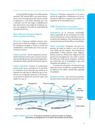 1
7
Inmunología de Rojas
Generalidades
y
definiciones
La línea linfoide da origen a las células asesinas
naturales, NK (natural killer), que atacan directa-
mente a los microorganismos que intenten invadir
el organismo y a las células infectadas por virus
o alteradas. Los LsT dan origen a subpoblaciones
que, directamente o por medio de citoquinas, ata-
can a los patógenos. Los LsB son responsables de
la producción de Acs.
Otras células que participan en algunos
de los mecanismos de defensa
Eritrocitos. Capturan complejos inmunes, com-
puestos por la unión de antígenos y anticuerpos y
los transportan al hígado y al bazo en donde son
catabolizados y desactivados para evitar que ejer-
zan efectos nocivos.
Células epiteliales. Son el componente estructu-
ral de las barreras externas, piel y mucosas. Son pro-
ductoras demoléculas que atacan microorganismos y
estimulan las células específicas del sistema inmune.
Células endoteliales. Forman el recubrimiento
interno de los vasos y participan en el control de
la circulación de los leucocitos por medio de la
expresión de moléculas de adherencia que al inte-
ractuar con sus ligandos, presentes en los leucoci-
tos, permiten el tránsito de estos de la sangre a los
tejidos (ver cáp. 3).
Plaquetas. Participan activamente en los meca-
nismos de coagulación e inflamación y en la pro-
ducción de diferentes citoquinas que ayudan a la
regulación de la inmunidad innata.
1-III Componentes celulares y
tisulares de la respuesta inmune
Citoesqueleto. Es la estructura intracitoplas­
mática responsable de los movimientos de trasla-
ción de los leucocitos y de las moléculas y estructu-
ras dentro del citoplasma. Está constituido por una
serie de proteínas que forman fibras y microtúbulos.
Matriz extracelular. Constituye una parte im-
portante de todos los tejidos y sirve de soporte
a las células que los integran. Está formada por
polisacáridos y fibras proteicas como colágeno,
elastina, laminina y fibronectina. Algunas de estas
generan los proteoglucanos a los cuales se anclan
las células por medio de las integrinas, moléculas
que interactúan con el citoesqueleto y que serán
estudiadas más adelante (figura 1-5).
La matriz sirve de soporte a los leucocitos que
salen del torrente circulatorio a cumplir funciones
de defensa en los tejidos a donde haya ingresado
un patógeno.
Membranas basales. Son estructuras especializa-
das de la matriz extracelular que permiten la com-
Figura 1-5. Matriz extracelular. En el espacio extracelular se observan las fibras de colágeno,
fibronectina y proteoglucanos. En el interior de las células, las de actina.
Fibronectina
Proteoglucano Fibras de colágeno
Matriz
extracelular
Integrina
Membrana
celular
Citoesqueleto
Microtúbulos
Actina
 