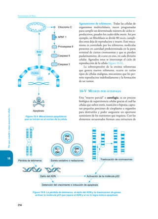 16
250
Inmunología de Rojas
Por
qué,
cuándo
y
cómo
mueren
las
célula
Agotamiento de telómeros. Todas las células de
organismos multicelulares, nacen programadas
para cumplir un determinado número de ciclos re-
productivos, pasados los cuales debe morir. Así por
ejemplo, un fibroblasto se divide 80 veces, cumpli-
dos estos deja de reproducirse y muere. Este meca-
nismo es controlado por los telómeros, moléculas
presentes en cantidad predeterminada en la parte
terminal de ciertos cromosomas y que se pierden
paulatinamente, de a uno en uno, en cada división
celular. Agotados estos se interrumpe el ciclo de
reproducción de la célula (figura 16-6).
La sobreexpresión de la enzima telomerasa
que genera nuevos telómeros, ocurre en varios
tipos de células malignas, mecanismo que les per-
mite reproducirse indefinidamente y la formación
de un tumor.
16-V Muerte por autofagia
Una “muerte parcial” o autofagia, es un proceso
biológico de supervivencia celular gracias al cual las
células que sufren estrés, inanición o hipoxia, captu-
ran pequeñas porciones de citoplasma u organelos
para destruirlos y poder asegurarse un oportuno
suministro de los nutrientes que requiera. Con los
elementos secuestrados forman una estructura de
Figura 16-5. Mecanismos apoptóticos
que se inician en el núcleo de la célula.
BAX
Citocromo C
APAF 1
Procaspasa 9
Caspasa 9
Caspasa 3
Apoptosis
PUMA
p53
Figura 16-6. La pérdida de telómeros, el daño del ADN y la traslocación de genes
activan la molécula p53 que repara el ADN y si no lo logra induce apoptosis.
OH
O2
–
O2
–
OH
OH
O2
–
Daño del ADN Activación de la molécula p53
Detención del crecimiento o inducción de apoptosis
Pérdida de telómeros Estrés oxidativo o radiaciones Traslocación de cromosomas
 