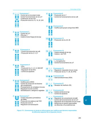 255
Inmunología de Rojas
Genética
y
epigenética
en
la
respuesta
inmune
17
Figura 17-1. Cromosomas en donde se ubican genes que codifican para factores responsables
de diferentes aspectos de la respuesta inmune.
Cromosoma 1
• Control de la inmunidad innata
• Control funcionamiento de los LsT
• Codificación de las CD1
• Producción de la ILs 10, 19, 20 ,243
Cromosoma 2
• Control de LsT
• IFNs tipo 1
• Cadena liviana Kappa de las Igs
Cromosoma 5
• IFN-γ
• Producción ILs 3, 4, 5, 9, GM-CEF
• Regulación de las DCs
• Control de apoptosis
Cromosoma 4
• Control de producción de LsB
• Producción de ILs 2, 5, 21
Cromosoma 6
• Codifica para el MHC
• Control de producción de factores
del complemento
• Procesamiento de complejos inmunes
• Regulación función de DCs
• Sensibilización a alérgenos vegetales
Cromosoma 7
• Control respuesta quimiotáctica
de PMNs
• Producción de cadena β del TCR
• Producción de IL-6
• Regulación de transcripción
Cromosoma X
• Regulación de concentración de IgM
• Control del funcionamiento de los LsT
• Regulación de la respuesta inmune innata
• Mutaciones en genes responsables
de diferentes inmunodeficiencias
Cromosoma 22
• Cadena lamda de la Igs
• Control de apoptosis
Cromosoma 19
• Regulación respuesta inmune innata
• Producción de ILs 11, 28, 29, IFNs
Cromosoma 21
• Receptor de interferón (RI)
Cromosoma 20
• Adenosindesaminasa (ADA)
Cromosoma 15
• β2
microglobulina
• Control funcionamiento de LsT
Cromosoma 14
• Cadena pesada de las Igs
• Cadena α del TCR
Cromosoma 9
• Codifica para grupos sanguíneos ABO
Cromosoma 12
• Producción de ILs 20, 26
Cromosoma 8
• Producción de IL-7
• Control de funcionamiento de los LsB
1 8
9
12
14
15
20
21
22
19
X
2
5
4
6
7
 