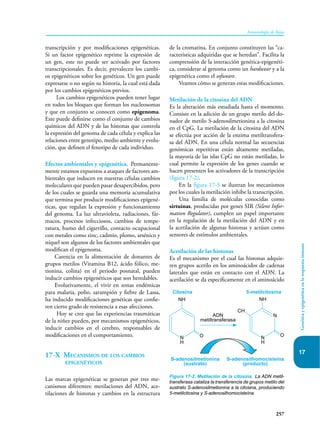 257
Inmunología de Rojas
Genética
y
epigenética
en
la
respuesta
inmune
17
transcripción y por modificaciones epigenéticas.
Si un factor epigenético reprime la expresión de
un gen, este no puede ser activado por factores
transcripcionales. Es decir, prevalecen los cambi-
os epigenéticos sobre los genéticos. Un gen puede
expresarse o no según su historia, la cual está dada
por los cambios epigenéticos previos.
Los cambios epigenéticos pueden tener lugar
en todos los bloques que forman los nucleosomas
y que en conjunto se conocen como epigenoma.
Este puede definirse como el conjunto de cambios
químicos del ADN y de las histonas que controla
la expresión del genoma de cada célula y explica las
relaciones entre genotipo, medio ambiente y evolu-
ción, que definen el fenotipo de cada individuo.
Efectos ambientales y epigenética. Permanente-
mente estamos expuestos a ataques de factores am-
bientales que inducen en nuestras células cambios
moleculares que pueden pasar desapercibidos, pero
de los cuales se guarda una memoria acumulativa
que termina por producir modificaciones epigené-
ticas, que regulan la expresión y funcionamiento
del genoma. La luz ultravioleta, radiaciones, fár-
macos, procesos infecciosos, cambios de tempe-
ratura, humo del cigarrillo, contacto ocupacional
con metales como zinc, cadmio, plomo, arsénico y
níquel son algunos de los factores ambientales que
modifican el epigenoma.
Carencia en la alimentación de donantes de
grupos metilos (Vitamina B12, ácido fólico, me-
tionina, colina) en el periodo posnatal, pueden
inducir cambios epigenéticos que son heredables.
Evolutivamente, el vivir en zonas endémicas
para malaria, polio, sarampión y fiebre de Lassa,
ha inducido modificaciones genéticas que confie-
ren cierto grado de resistencia a esas afecciones.
Hoy se cree que las experiencias traumáticas
de la niñez pueden, por mecanismos epigenéticos,
inducir cambios en el cerebro, responsables de
modificaciones en el comportamiento.
17-X Mecanismos de los cambios
epigenéticos
Las marcas epigenéticas se generan por tres me-
canismos diferentes: metilaciones del ADN, ace-
tilaciones de histonas y cambios en la estructura
de la cromatina. En conjunto constituyen las “ca-
racterísticas adquiridas que se heredan”. Facilita la
comprensión de la interacción genética-epigenéti-
ca, considerar al genoma como un hardwear y a la
epigenética como el sofweare.
Veamos cómo se generan estas modificaciones.
Metilación de la citosina del ADN
Es la alteración más estudiada hasta el momento.
Consiste en la adición de un grupo metilo del do-
nador de metilo S-adenosilmetionina a la citosina
en el CpG. La metilación de la citosina del ADN
se efectúa por acción de la enzima metiltransfera-
sa del ADN. En una célula normal las secuencias
genómicas repetitivas están altamente metiladas,
la mayoría de las islas CpG no están metiladas, lo
cual permite la expresión de los genes cuando se
hacen presenten los activadores de la transcripción
(figura 17-2).
En la figura 17-3 se ilustran los mecanismos
por los cuales la metilación inhibe la transcripción.
Una familia de moléculas conocidas como
sirtuinas, producidas por genes SIR (Silent Infor-
mation Regulator), cumplen un papel importante
en la regulación de la metilación del ADN y en
la acetilación de algunas histonas y actúan como
sensores de estímulos ambientales.
Acetilación de las histonas
Es el mecanismo por el cual las histonas adquie-
ren grupos acetilo en los aminoácidos de cadenas
laterales que están en contacto con el ADN. La
acetilación se da específicamente en el aminoácido
Figura 17-2. Metilación de la citosina. La ADN metil-
transferasa cataliza la transferencia de grupos metilo del
sustrato S-adenosilmetionina a la citosina, produciendo
5-metilcitosina y S-adenosilhomocisteína.
N
H
O O
CH
NH
ADN
metiltransferasa
S-adenosilmetionina
(sustrato)
S-adenosilhomocisteína
(producto)
5-metilcitosina
NH
Citosina
N
H
N
 