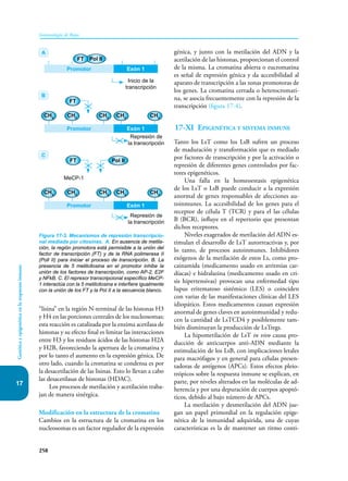 258
Inmunología de Rojas
Genética
y
epigenética
en
la
respuesta
inmune
17
“lisina” en la región N-terminal de las histonas H3
y H4 en las porciones centrales de los nucleosomas;
esta reacción es catalizada por la enzima acetilasa de
histonas y su efecto final es limitar las interacciones
entre H3 y los residuos ácidos de las histonas H2A
y H2B, favoreciendo la apertura de la cromatina y
por lo tanto el aumento en la expresión génica. De
otro lado, cuando la cromatina se condensa es por
la desacetilación de las lisinas. Esto lo llevan a cabo
las desacetilasas de histonas (HDAC).
Los procesos de metilación y acetilación traba-
jan de manera sinérgica.
Modificación en la estructura de la cromatina
Cambios en la estructura de la cromatina en los
nucleosomas es un factor regulador de la expresión
génica, y junto con la metilación del ADN y la
acetilación de las histonas, proporcionan el control
de la misma. La cromatina abierta o eucromatina
es señal de expresión génica y da accesibilidad al
aparato de transcripción a las zonas promotoras de
los genes. La cromatina cerrada o heterocromati-
na, se asocia frecuentemente con la represión de la
transcripción (figura 17-4).
17-XI Epigenética y sistema inmune
Tanto los LsT como los LsB sufren un proceso
de maduración y transformación que es mediado
por factores de transcripción y por la activación o
represión de diferentes genes controlados por fac-
tores epigenéticos.
Una falla en la homeoestasis epigenética
de los LsT o LsB puede conducir a la expresión
anormal de genes responsables de afecciones au-
toinmunes. La accesibilidad de los genes para el
receptor de célula T (TCR) y para el las células
B (BCR), influye en el repertorio que presentan
dichos receptores.
Niveles exagerados de metilación del ADN es-
timulan el desarrollo de LsT autorreactivas y, por
lo tanto, de procesos autoinmunes. Inhibidores
exógenos de la metilación de estos Ls, como pro-
cainamida (medicamento usado en arritmias car-
díacas) e hidralazina (medicamento usado en cri-
sis hipertensivas) provocan una enfermedad tipo
lupus eritematoso sistémico (LES) o coinciden
con varias de las manifestaciones clínicas del LES
idiopático. Estos medicamentos causan expresión
anormal de genes claves en autoinmunidad y redu-
cen la cantidad de LsTCD4 y posiblemente tam-
bién disminuyan la producción de LsTregs.
La hipometilación de LsT in vivo causa pro-
ducción de anticuerpos anti-ADN mediante la
estimulación de los LsB, con implicaciones letales
para macrófagos y en general para células presen-
tadoras de antígenos (APCs). Estos efectos pleio-
trópicos sobre la respuesta inmune se explican, en
parte, por niveles alterados en las moléculas de ad-
herencia y por una depuración de cuerpos apoptó-
ticos, debido al bajo número de APCs.
La metilación y desmetilación del ADN jue-
gan un papel primordial en la regulación epige-
nética de la inmunidad adquirida, una de cuyas
características es la de mantener un ritmo conti-
Figura 17-3. Mecanismos de represión transcripcio-
nal mediada por citosinas. A. En ausencia de metila-
ción, la región promotora está permisible a la unión del
factor de transcripción (FT) y de la RNA polimerasa II
(Poll II) para iniciar el proceso de transcripción. B. La
presencia de 5 metilcitosina en el promotor inhibe la
unión de los factores de transcripción, como AP-2, E2F
y NFkB. C. El represor transcripcional específico MeCP-
1 interactúa con la 5 metilcitosina e interfiere igualmente
con la unión de los FT y la Pol II a la secuencia blanco.
A
B
C
Pol II
FT
Promotor Exón 1
Inicio de la
transcripción
FT
CH3
CH3
CH3
CH3
CH3
Promotor Exón 1
Represión de
la transcripción
Pol II
FT
CH3
CH3
CH3
CH3
CH3
Promotor Exón 1
MeCP-1
Represión de
la transcripción
 