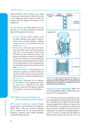 1
8
Inmunología de Rojas
Generalidades
y
definiciones
partimentalización de los tejidos y que captan
mensajes para transmitirlos al endotelio vascular
o a las células que tienen contacto con ellas. Las
integran fibras de colágeno IV, laminina y pro-
teoglucanos.
Uniones celulares. Las células pueden estar uni-
das entre sí o a las láminas basales por medio de
alguna de las siguientes estructuras:
1. Uniones estrechas. Están presentes entre
las células epiteliales que separan comparti-
mientos que contienen líquidos e impiden
el paso de estos y el de moléculas de gran
tamaño (figura 1-6).
2. Desmosomas. Estructuras que unen fuerte-
mente las células entre sí pero dejan espacios
entre ellas. Las estructuras de unión están
formadas por varias moléculas proteicas que
pasan de una célula a la vecina y en el citoplas-
ma de esta se anudan con otras moléculas que
forman placas intracitoplasmáticas. Sus defec-
tos son responsables de varias manifestaciones
de enfermedad cutánea como la formación de
bulas (figura 1-6).
3. Uniones de conexión. Constituidas por mo-
léculas de conectinas que forman tubos que
van de una célula a otra vecina y que permiten
el paso de iones y moléculas de pequeño tama-
ño (figura 1-6).
4. Nanotúbulos. Estructuras de un diámetro
de 50 a 200 nm cuya longitud puede supe-
rar varias veces el diámetro de una célula.
Permiten el paso activo de algunos organelos
de una célula a otra, pero no de moléculas (fi-
gura 1-7).
1-IV Moléculas que participan en
los mecanismos de defensa inmune
PRR (pattern-recognition receptors). Recep-
tores presentes en la membrana de los fagocitos,
PMNs, Møs y NKs que reconocen moléculas
que se expresan solo en los microorganismos
patógenos, conocidas como PAMPs (pathogen-
associated molecular patterns).
Antígenos de histocompatibilidad. MHC (ma-
jor histocompatibility complex). Moléculas que pre-
sentan a los Ls los Ags proteicos.
CD. Son muy numerosas las moléculas de mem-
brana que facilitan la comunicación entre las célu-
las, se identifican con la sigla CD (cluster of dife-
rentiation) seguida de un número. Se conocen más
de 300 diferentes. Las principales moléculas que
“llevan mensajes a las células” se conocen como in-
terleuquinas, cuya sigla IL está seguida igualmen-
te por un número, se handescrito 38 diferentes.
Mencionaremos muchas de estas CDs e ILs a lo
Figura 1-6. Uniones estrechas, desmosomas y co-
nectinas. Las dos primeros aseguran las uniones es-
trechas entre células epiteliales. Las conectinas forman
microtúbulos que permiten la comunicación entre cito-
plasmas de células adyacentes.
Membrana
celular
Célula 1 Célula 2
Uniones
estrechas
Conectinas
Espacio
extracelular
Desmosoma
 