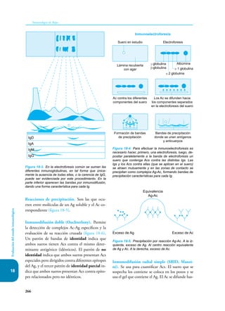 266
Inmunología de Rojas
Evaluación
del
estado
inmunológico
18
Reacciones de precipitación. Son las que ocu-
rren entre moléculas de un Ag soluble y el Ac co-
rrespondiente (figura 18-5).
Inmunodifusión doble (Ouchterlony). Permite
la detección de complejos Ac-Ag específicos y la
evaluación de su reacción cruzada (figura 18-6).
Un patrón de bandas de identidad indica que
ambos sueros tienen Acs contra el mismo deter-
minante antigénico (idénticos). El patrón de no
identidad indica que ambos sueros presentan Acs
especiales pero dirigidos contra diferentes epítopes
del Ag, y el tercer patrón de identidad parcial in-
dica que ambos sueros presentan Acs contra epíto-
pes relacionados pero no idénticos.
Inmunodifusión radial simple (SRID, Manzi-
ni). Se usa para cuantificar Acs. El suero que se
sospecha los contiene se coloca en los pozos y se
usa el gel que contiene el Ag. El Ac se difunde has-
Figura 18-3. En la electroforesis común se suman las
diferentes inmunoglobulinas, en tal forma que única-
mente la ausencia de todas ellas, o la carencia de IgG,
puede ser evidenciada por este procedimiento. En la
parte inferior aparecen las bandas por inmunodifusión,
dando una forma característica para cada Ig.
IgD
IgA
IgM
IgG
Figura 18-4. Para efectuar la inmunoelectroforesis es
necesario hacer, primero, una electroforesis, luego, de-
positar paralelamente a la banda de electroforesis un
suero que contenga Acs contra las distintas Igs. Las
Igs y los Acs contra ellas (que se aplican en el suero)
se atraen mutuamente y en las zonas de contacto se
precipitan como complejos Ag-Ac, formando bandas de
precipitación características para cada Ig.
Inmunoelectroforesis
Suero en estudio Electroforesis
Albúmina
Los Ac se difunden hacia
los componentes separados
en la electroforesis del suero
Formación de bandas
de precipitación
Bandas de precipitación
donde se unen antígenos
y anticuerpos
Ac contra los diferentes
componentes del suero
Lámina recubierta
con agar
γ-globulina
β-globulina
α-2 globulina
α-1 globulina
Figura 18-5. Precipitación por reacción Ag-Ac. A la iz-
quierda, exceso de Ag. Al centro reacción equivalente
de Ag y Ac. A la derecha, exceso de Ac.
Equivalencia
Ag-Ac
Exceso de Ag Exceso de Ac
 