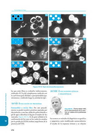 270
Inmunología de Rojas
Evaluación
del
estado
inmunológico
18
los que están libres es evaluarlos indirectamente,
midiendo el C1q del complemento molécula con
la cual tienen gran afinidad, o precipitándolos quí-
micamente y midiendo luego la cantidad de IgG.
18-VII Evaluación de proteínas
Inmunoblot o wester Blot. Por este procedi-
miento se puede transferir proteínas separadas por
electroforesis a una fase sólida de poliacrilamida o
gel de agar e identificar el Ag por el empleo de Acs
marcados (figura 18-12). Es de gran utilidad en la
confirmación de los casos en los cuales los estudios
por la prueba de ELISA resultan sospechosos de la
presencia del VIH.
18-VIII Evaluaciones génicas
y epigenéticas
Los avances en métodos de diagnóstico en genética
y epigenética están modificando sustancialmente
el estudio de la respuesta inmune y su relación
Kary Mullis. Premio Nobel 1993
por el descubrimiento de la reac-
ción en cadena de la polimerasa
(PCR).
Figura 18-10. Tipos de inmunofluorescencia.
1 2
3 4
6
5
 