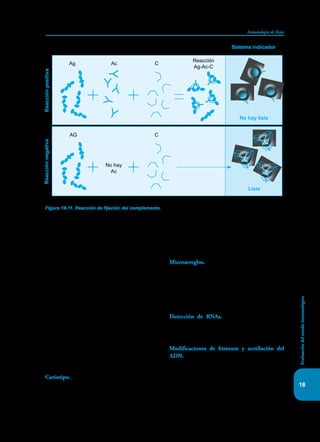 271
Inmunología de Rojas
Evaluación
del
estado
inmunológico
18
Figura 18-11. Reacción de fijación del complemento. La reacción Ag-Ac activa el complemento y lo consume, lo
cual permite indagar si en un suero existe determinado Ac. Se requiere el empleo de un sistema indicador, constituido
por células y anticuerpos contra ellas (glóbulos rojos de carnero y Ac contra ellos), que, en presencia del complemen-
to, da lugar a la lisis de los eritrocitos. Así, si en el suero en estudio hay Ac contra determinado Ag que se agrega al
suero, esos Ac reaccionan con el Ag y esta reacción activará y consumirá el complemento, por lo cual no habrá lisis
de las células del sistema indicador. Si, por otra parte, en el suero en estudio no hay Ac, el complemento quedará libre
para reaccionar con el sistema indicador, produciendo la lisis de las células o eritrocitos.
Sistema indicador
Ag Ac C
Reacción
Ag-Ac-C
No hay lisis
Reacción
positiva
AG
No hay
Ac
Reacción
negativa
Lisis
C
con las enfermedades. Hasta hace poco, con los
cariotipos se lograba confirmar unos pocos diag-
nósticos sospechados por la clínica. Hoy es posible
predecir, con mucho tiempo de anticipación, cuál
o cuáles enfermedades pueden llegar a afectar a un
individuo antes de que estas se manifiesten, lo que
permite en muchos casos, tomar medidas preven-
tivas o correctivas. Además, ya se ha iniciado la era
de la terapia génica que está permitiendo “insertar
un gen” que falta, reemplazar el que está anormal o
silenciar al que se está sobreexpresando.
Es el futuro en la predicción, diagnóstico y
pronóstico de enfermedades
Cariotipo. Permite identificar todos los cromoso-
mas para ver si hay carencia, anormalidades indivi-
duales o trasposiciones.
Microarreglos. El descubrimiento del genoma
humano, permite preparar microarreglos, con los
cuales se puede establecer la carencia u anorma-
lidad de uno o varios de los miles de genes que
participan en los procesos inmunes o establecer
cuáles se activan bajo determinadas circunstancias.
Detección de RNAs. Se pueden identificar la
presencia de las diferentes moléculas de RNA (ver
Epigenética, capítulo 17).
Modificaciones de histonas y acetilación del
ADN. Hay disponibles ya técnicas que permiten
hacer estas identificaciones útiles para evaluaciones
epigenéticas. La espectrometría de masas e inmu-
noprecipitación de la cromatina permiten identi-
ficar alteraciones en la cromatina, alteraciones en
las histonas y establecer si partículas pequeñas de
 