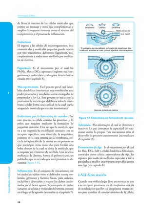 1
10
Inmunología de Rojas
Generalidades
y
definiciones
de llevar al interior de las células moléculas que
porten un mensaje y otros que complementan y
amplían la respuesta inmune como el sistema del
complemento y el proceso de inflamación.
Endocitosis
El ingreso a las células de microorganismos, ma-
cromoléculas y moléculas pequeñas puede ocurrir
por tres mecanismos diferentes: fagocitosis, ma-
cropinocitosis y endocitosis mediada por molécu-
las de clatrina.
Fagocitosis. Es el mecanismo por el cual los
PMNs, Møs y DCs capturan e ingieren microor-
ganismos y moléculas extrañas para destruirlos (se
estudia en el capítulo 4).
Macropinocitosis. Es el proceso por el cual las cé-
lulas dendríticas interiorizan macromoléculas para
poder procesarlas y acoplarlas a otras encargadas de
presentarlas a los Ls. Este proceso se inicia con la
protrusión de un velo que al doblarse sobre la mem-
brana celular forma una cavidad en la cual queda
atrapada la molécula que va a ser interiorizada.
Endocitosis por la formación de caveolas. Por
este proceso la célula obtiene las proteínas y lí-
pidos que requiere mediante la formación de
pequeñas vesículas. Una vez que la molécula que
va a ser ingerida ha establecido contacto con su
receptor específico, una molécula, la ampifisina,
presente en la cara interna de la membrana, ini-
cia la invaginación de la misma en un proceso en
que participan otras moléculas para formar una
bolsa dentro de la cual se ubica la molécula que
se requiere en el interior de la célula. Una de estas
moléculas, la clatrina, forma, al polimerizarse, un
polihedro que es cerrado por otra proteína, la di-
namina (figura 1-8).
Inflamación. Es el conjunto de mecanismos por
los cuales los tejidos vivos se defienden contra mo-
léculas, gérmenes y factores físicos, para aislarlos,
excluirlos o destruirlos y reparar los daños ocasio-
nados por el factor agresor. Se acompaña del reclu-
tamiento de células y moléculas del sistema inmune
en el lugar de la agresión (se estudia en el capítulo 7).
Tolerancia. Mecanismo por el cual se eliminan o
inactivan Ls que conservan la capacidad de reac-
cionar contra lo propio. Este mecanismo evita el
desarrollo de procesos autoinmunes (se estudia en
el capítulo 15).
Presentación de Ags. Es el mecanismo por el cual
los Møs, DCs, LsB y células dendríticas foliculares,
conocidos como células presentadoras de Ags, los
exponen por medio de moléculas especiales a los Ls
para inducir en ellos una respuesta específica contra
esos Ags (ver capítulo 8).
1-VII Señalización
Cuando una molécula que lleva un mensaje se une
a su receptor, promueve en el citoplasma una vía
de señalización que lleva al citoplasma instruccio-
nes para cambiar el comportamiento de la célula,
Vesícula cubierta de clatrina
Ampifisina Clatrina Dinamina
Molécula que se
va a ingerir
El patógeno es internalizado por medio de receptores. Las
moléculas solubles se unen por sus ligandos a los receptores
Figura 1-8. Endocitosis por formación de caveolas.
 