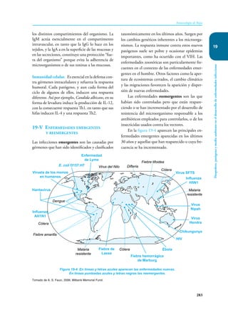 283
Inmunología de Rojas
Hospedero,
patógeno
y
medio
ambiente
en
el
desarrollo
de
enfermedades
infecciosas
19
taxonómicamente en los últimos años. Surgen por
los cambios genéticos inherentes a los microorga-
nismos. La respuesta inmune contra estos nuevos
patógenos suele ser pobre y ocasionar epidemias
importantes, como ha ocurrido con el VIH. Las
enfermedades zoonóticas son particularmente fre-
cuentes en el contexto de las enfermedades emer-
gentes en el hombre. Otros factores como la aper-
tura de ecosistemas cerrados, el cambio climático
y las migraciones favorecen la aparición y disper-
sión de nuevas enfermedades.
Las enfermedades reemergentes son las que
habían sido controladas pero que están reapare-
ciendo o se han incrementado por el desarrollo de
resistencia del microorganismo responsable a los
antibióticos empleados para controlarlos, o de los
insecticidas usados contra los vectores.
En la figura 19-4 aparecen las principales en-
fermedades emergentes aparecidas en los últimos
30 años y aquellas que han reaparecido o cuya fre-
cuencia se ha incrementado.
los distintos compartimientos del organismo. La
IgM actúa esencialmente en el compartimento
intravascular, en tanto que la IgG lo hace en los
tejidos, y la IgA a en la superficie de las mucosas y
en las secreciones, constituye una protección “fue-
ra del organismo” porque evita la adherencia de
microorganismos o de sus toxinas a las mucosas.
Inmunidad celular. Es esencial en la defensa con-
tra gérmenes intracelulares y refuerza la respuesta
humoral. Cada patógeno, y aun cada forma del
ciclo de algunos de ellos, inducen una respuesta
diferente. Así por ejemplo, Candida albicans, en su
forma de levadura induce la producción de IL-12,
con la consecuente respuesta Th1, en tanto que sus
hifas inducen IL-4 y una respuesta Th2.
19-V Enfermedades emergentes
y reemergentes
Las infecciones emergentes son las causadas por
gérmenes que han sido identificados y clasificados
Figura 19-4. En líneas y letras azules aparecen las enfermedades nuevas.
En líneas punteadas azules y letras negras las reemergentes.
Tomado de A. S. Fauci, 2006. Milbank Memorial Fund.
Enfermedad
de Lyme
E. coli O157:H7
Viruela de los monos
en humanos
Hantavirus
Dengue
Cólera
Fiebre amarilla
Fiebre de
Lassa
Malaria
resistente
Cólera
Fiebre hemorrágica
de Marburg
Ébola
HIV
Virus
Hendra
Virus
Nipah
Influenza
H5N1
Virus SFTS
Malaria
resistente
Cólera
Fiebre tifoidea
Difteria
Virus del Nilo
Influenza
AH1N1
Chikungunya
 