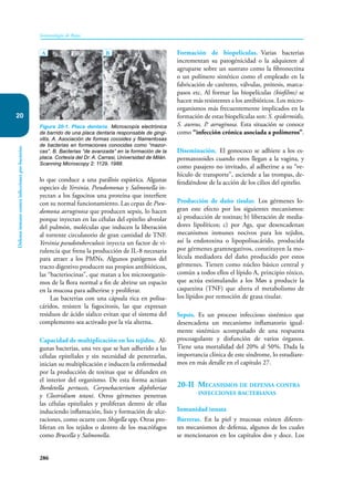 286
Inmunología de Rojas
Defensa
inmune
contra
infecciones
por
bacterias
20
lo que conduce a una parálisis espástica. Algunas
especies de Yersinia, Pseudomonas y Salmonella in-
yectan a los fagocitos una proteína que interfiere
con su normal funcionamiento. Las cepas de Pseu-
domona aeruginosa que producen sepsis, lo hacen
porque inyectan en las células del epitelio alveolar
del pulmón, moléculas que inducen la liberación
al torrente circulatorio de gran cantidad de TNF.
Yersinia pseudotuberculosis inyecta un factor de vi-
rulencia que frena la producción de IL-8 necesaria
para atraer a los PMNs. Algunos patógenos del
tracto digestivo producen sus propios antibióticos,
las “bacteriocinas”, que matan a los microorganis-
mos de la flora normal a fin de abrirse un espacio
en la mucosa para adherirse y proliferar.
Las bacterias con una cápsula rica en polisa-
cáridos, resisten la fagocitosis, las que expresan
residuos de ácido síalico evitan que el sistema del
complemento sea activado por la vía alterna.
Capacidad de multiplicación en los tejidos. Al-
gunas bacterias, una vez que se han adherido a las
células epiteliales y sin necesidad de penetrarlas,
inician su multiplicación e inducen la enfermedad
por la producción de toxinas que se difunden en
el interior del organismo. De esta forma actúan
Bordetella pertussis, Corynebacterium diphtheriae
y Clostridium tetani. Otros gérmenes penetran
las células epiteliales y proliferan dentro de ellas
induciendo inflamación, lisis y formación de ulce-
raciones, como ocurre con Shigella spp. Otras pro-
liferan en los tejidos o dentro de los macrófagos
como Brucella y Salmonella.
Formación de biopelículas. Varias bacterias
incrementan su patogénicidad o la adquieren al
agruparse sobre un sustrato como la fibronectina
o un polímero sintético como el empleado en la
fabricación de catéteres, válvulas, prótesis, marca-
pasos etc. Al formar las biopelículas (biofilms) se
hacen más resistentes a los antibióticos. Los micro-
organismos más frecuentemente implicados en la
formación de estas biopelículas son: S. epidermidis,
S. aureus, P. aeruginosa. Esta situación se conoce
como “infección crónica asociada a polímeros”.
Diseminación. El gonococo se adhiere a los es-
permatozoides cuando estos llegan a la vagina, y
como pasajero no invitado, al adherirse a su “ve-
hículo de transporte”, asciende a las trompas, de-
fendiéndose de la acción de los cilios del epitelio.
Producción de daño tisular. Los gérmenes lo-
gran este efecto por los siguientes mecanismos:
a) producción de toxinas; b) liberación de media-
dores lipolíticos; c) por Ags, que desencadenan
mecanismos inmunes nocivos para los tejidos,
así la endotoxina o lipopolisacárido, producida
por gérmenes gramnegativos, constituyen la mo-
lécula mediadora del daño producido por estos
gérmenes. Tienen como núcleo básico central y
común a todos ellos el lípido A, principio tóxico,
que actúa estimulando a los Møs a producir la
caquexina (TNF) que altera el metabolismo de
los lípidos por remoción de grasa tisular.
Sepsis. Es un proceso infeccioso sistémico que
desencadena un mecanismo inflamatorio igual-
mente sistémico acompañado de una respuesta
procoagulante y disfunción de varios órganos.
Tiene una mortalidad del 20% al 50%. Dada la
importancia clínica de este síndrome, lo estudiare-
mos en más detalle en el capítulo 27.
20-II Mecanismos de defensa contra
infecciones bacterianas
Inmunidad innata
Barreras. En la piel y mucosas existen diferen-
tes mecanismos de defensa, algunos de los cuales
se mencionaron en los capítulos dos y doce. Los
Figura 20-1. Placa dentaria. Microscopía electrónica
de barrido de una placa dentaria responsable de gingi-
vitis. A. Asociación de formas cocoides y filamentosas
de bacterias en formaciones conocidas como “mazor-
cas”. B. Bacterias “de avanzada” en la formación de la
placa. Cortesía del Dr. A. Carrasi, Universidad de Milán.
Scanning Microscopy 2: 1129, 1988.
A B
 