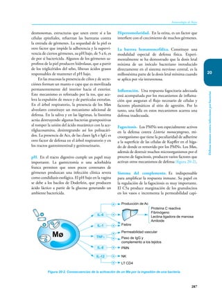 287
Inmunología de Rojas
Defensa
inmune
contra
infecciones
por
bacterias
20
desmosomas, estructuras que unen entre sí a las
células epiteliales, refuerzan las barrearas contra
la entrada de gérmenes. La sequedad de la piel es
otro factor que impide la adherencia y la supervi-
vencia de ciertos gérmenes, su pH bajo, de 5 a 6, es
de por sí bactericida. Algunos de los gérmenes sa-
profitos de la piel producen hidrolasas, que a partir
de los triglicéridos del sebo, liberan ácidos grasos
responsables de mantener el pH bajo.
En las mucosas la presencia de cilios y de secre-
ciónes forman un manto o capa que es movilizada
permanentemente del interior hacia el exterior.
Este mecanismo es reforzado por la tos, que ace-
lera la expulsión de moco y de partículas extrañas.
En el árbol respiratorio, la presencia de los Møs
alveolares constituye un mecanismo adicional de
defensa. En la saliva y en las lágrimas, la lisozima
actúa destruyendo algunas bacterias grampositivas
al romper la unión del ácido murámico con la ace-
tilglucosamina, desintegrando así los polisacári-
dos. La presencia de Acs, de las clases IgA e IgG es
otro factor de defensa en el árbol respiratorio y en
los tractos gastrointestinal y genitourinario.
pH. En el tracto digestivo cumple un papel muy
importante. La gastrectomía o una aclorhidria
franca permiten que unos pocos centenares de
gérmenes produzcan una infección clínica severa
como condidiasis esofágica. El pH bajo en la vagina
se debe a los bacilos de Doderlein, que producen
ácido láctico a partir de la glucosa generando un
ambiente bactericida.
Hiperosmolaridad. En la orina, es un factor que
interfiere con el crecimiento de muchos gérmenes.
La barrera hematoencefálica. Constituye una
modalidad especial de defensa física. Experi-
mentalmente se ha demostrado que la dosis letal
mínima de un inóculo bacteriano introducido
directamente en el sistema nervioso central, es la
millonésima parte de la dosis letal mínima cuando
se aplica por vía intravenosa.
Inflamación. Una respuesta fagocitaria adecuada
está acompañada por los mecanismos de inflama-
ción que aseguran el flujo necesario de células y
factores plasmáticos al sitio de agresión. Por lo
tanto, una falla en estos mecanismos acarrea una
defensa inadecuada.
Fagocitosis. Los PMNs son especialmente activos
en la defensa contra Listeria monocytogenes, mi-
croorganismo que tiene la peculiaridad de adherirse
a la superficie de las células de Kupffer en el híga-
do de donde es removido por los PMNs. Los Møs,
además de destruir muchos microorganismos por el
proceso de fagocitosis, producen varios factores que
activan otros mecanismos de defensa (figura 20-2).
Sistema del complemento. Es indispensable
para amplificar la respuesta inmune. Su papel en
la regulación de la fagocitosis es muy importante.
El C5a produce marginación de los granulocitos
en los vasos e incrementa la permeabilidad capi-
Figura 20-2. Consecuencias de la activación de un Mø por la ingestión de una bacteria.
Mø
+
+
+
+
+
+
+
+
IL-6
IL-1
IL-8
IL-12
TNFα
Producción de Ac
Proteína C reactiva
Fibrinógeno
Lectina ligadora de manosa
Amiloide
Fiebre
Permeabilidad vascular
Paso de IgG y
complemento a los tejidos
PMN
NK
LT CD4
 