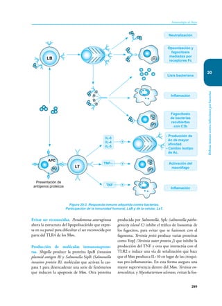 289
Inmunología de Rojas
Defensa
inmune
contra
infecciones
por
bacterias
20
Evitar ser reconocidas. Pseudomona aeuruginosa
altera la estructura del lipopolisacárido que expre-
sa en su pared para dificultar el ser reconocida por
parte del TLR4 de los Møs.
Producción de moléculas inmunosupreso-
ras. Shigella produce la proteína IpaB (invasion
plasmid antigen B) y Salmonella SipB (Salmonella
invasion protein B), moléculas que activan la cas-
pasa 1 para desencadenar una serie de fenómenos
que inducen la apoptosis de Møs. Otra proteína
producida por Salmonella, Splc (salmonella patho-
genicity island C) inhibe el tráfico de lisosomas de
los fagocitos, para evitar que se fusionen con el
fagosoma. Yersinia pestis produce varias proteínas
como YopJ (Yersinia outer protein J) que inhibe la
producción del TNF y otra que interactúa con el
TLR2 e induce una vía de señalización que hace
que el Møs produzca IL-10 en lugar de las citoqui-
nas pro-inflamatorias. En esta forma asegura una
mayor supervivencia dentro del Møs. Yersinia en-
terocolitica, y Mycobacterium ulcerans, evitan la fos-
Figura 20-3. Respuesta inmune adquirida contra bacterias.
Participación de la inmunidad humoral, LsB y de la celular, LsT.
Neutralización
Lisis bacteriana
Inflamación
Inflamación
TNF
IL-6
IL-4
IL-5
TNF-γ
Opsonización y
fagocitosis
mediadas por
receptores Fc
Fagocitosis
de bacterias
recubiertas
con C3b
Activación del
macrófago
LB
LT
+
+
+
Presentación de
antígenos proteicos
APC
- Producción de
Ac de mayor
afinidad.
- Cambio isotipo
de Ac.
 