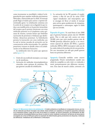 1
11
Inmunología de Rojas
Generalidades
y
definiciones
ADN - genes activados
Moléculas
adaptadoras
Receptores
de membrana
Moléculas portadoras de mensajes
NFκ-B
Citoquinas
Anticuerpos
Moléculas de
adherencia
Figura 1-9. Mecanismo básico de señalización. El medio ambiente se manifiesta en la respuesta inmune, por me-
dio de moléculas que llevan mensajes a las células. Estas señales son captadas por receptores específicos ubicados
en la membrana celular. Luego de la unión de la señal a su receptor, se inicia la activación, por fosforilación de dife-
rentes proteínas intracitoplasmáticas que llevan la señal al núcleo mediante la activación de factores de transcripción
encargados de unirse al ADN para activar la expresión de determinados genes productores de citoquinas, moléculas
de adherencia, mediadores de la inflamación o anticuerpos.
como incrementar su movilidad o inducir la de-
granulación para expulsar moléculas previamente
fabricadas y almacenadas por la célula. El mensaje
puede llegar al núcleo para activar o reprimir de-
terminados genes. La señalización comienza con
la unión de un receptor con su ligando lo que in-
duce una modificación en la porción intracelular
del receptor que le permite interactuar con otras
moléculas presentes en el citoplasma como qui-
nasas de tirosina, tyrosine kinase que fosforilan
(activación de proteínas) o fosfatasas que desfos-
forilan, (desactivan proteínas). La fosforilación
permita la interacción con otras moléculas con
lo cual se inician cascadas de activación con las
consecuencias arriba mencionadas. En capítulos
posteriores veremos en detalle cómo es la señali-
zación en los diferentes leucocitos.
La señalización tiene los pasos que aparecen
en la figura 1-9:
1. Unión de una molécula mensajera a un recep-
tor de membrana.
2. Activación de moléculas intracitoplasmáticas
conocidas como quinasas de proteínas, PK,
que generan cascadas de señalización.
3. La activación de las PK permite el acopla-
miento a ellas de una de las varias STAT
(signal transduction and transcription), que
se encargan de llevar al núcleo el mensaje
para activar genes productores de citoquinas,
quimioquinas o anticuerpos, según la célula
que sea activada.
Expresión de genes. Se creyó hasta el año 2000
que el genoma humano poseía más de 100.000
genes. Hoy se sabe que solo cuenta con unos
20.000, pero que estos pueden generar más de
90.000 proteínas diferentes gracias a un meca-
nismo especial de edición del RNA, y generar
moléculas ARNm (RNA mensajero) cada una de
las cuales inducirá la producción de una proteína.
Por este mecanismo un solo gen puede generar
hasta tres proteínas diferentes.
Apoptosis. Conocida también como muerte
programada. Ocurre normalmente cuando una
célula ha cumplido su ciclo vital o es inducida a
morir prematuramente por diferentes mecanis-
mos. Esta clase de muerte celular, contrario a la
 