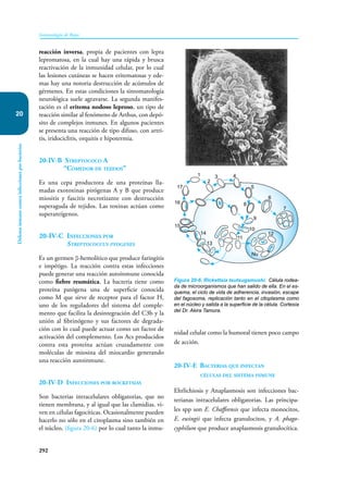 292
Inmunología de Rojas
Defensa
inmune
contra
infecciones
por
bacterias
20
reacción inversa, propia de pacientes con lepra
lepromatosa, en la cual hay una rápida y brusca
reactivación de la inmunidad celular, por lo cual
las lesiones cutáneas se hacen eritematosas y ede-
mas hay una notoria destrucción de acúmulos de
gérmenes. En estas condiciones la sintomatología
neurológica suele agravarse. La segunda manifes-
tación es el eritema nodoso leproso, un tipo de
reacción similar al fenómeno de Arthus, con depó-
sito de complejos inmunes. En algunos pacientes
se presenta una reacción de tipo difuso, con artri-
tis, iridociclitis, orquitis e hipotermia.
20-IV-B Streptococo A
“Comedor de tejidos”
Es una cepa productora de una proteínas lla-
madas exotoxinas pirógenas A y B que produce
miositis y fascitis necrotizante con destrucción
superaguda de tejidos. Las toxinas actúan como
superantígenos.
20-IV-C Infecciones por
Streptococcus pyogenes
Es un germen β-hemolítico que produce faringitis
e impétigo. La reacción contra estas infecciones
puede generar una reacción autoinmune conocida
como fiebre reumática. La bacteria tiene como
proteína patógena una de superficie conocida
como M que sirve de receptor para el factor H,
uno de los reguladores del sistema del comple-
mento que facilita la desintegración del C3b y la
unión al fibrinógeno y sus factores de degrada-
ción con lo cual puede actuar como un factor de
activación del complemento. Los Acs producidos
contra esta proteína actúan cruzadamente con
moléculas de miosina del miocardio generando
una reacción autoinmune.
20-IV-D Infecciones por rocketsias
Son bacterias intracelulares obligatorias, que no
tienen membrana, y al igual que las clamidias. vi-
ven en células fagocíticas. Ocasionalmente pueden
hacerlo no sólo en el citoplasma sino también en
el núcleo, (figura 20-6) por lo cual tanto la inmu-
nidad celular como la humoral tienen poco campo
de acción.
20-IV-E Bacterias que infectan
células del sistema inmune
Ehrlichiosis y Anaplasmosis son infecciones bac-
terianas intracelulares obligatorias. Las principa-
les spp son E. Chaffeensis que infecta monocitos,
E. ewingii que infecta granulocitos, y A. phago-
cyphilum que produce anaplasmosis granulocítica.
Figura 20-6. Rickettsia tsutsugamushi. Célula rodea-
da de microorganismos que han salido de ella. En el es-
quema, el ciclo de vida de adherencia, invasión, escape
del fagosoma, replicación tanto en el citoplasma como
en el núcleo y salida a la superficie de la célula. Cortesía
del Dr. Akira Tamura.
1
2
3 4
5
6
7
8
9
10
11
12
13
14
15
16
17
Nu
 