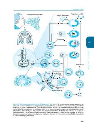 297
Inmunología de Rojas
Respuesta
inmune
en
tuberculosis
21
Figura 21-2. Principales mecanismos de defensa contra Mtb Las DC de los bronquíolos capturan y digieren ba-
cilos en la luz bronquial. Llevan los antígenos a los ganglios linfáticos mediastinales para presentarlos por medio de
moléculas HLA-II y CD1 a los LT CD4. Estos secretan citoquinas, migran a los pulmones y por medio de IFN-γ y TNF
activan a los Mø que destruyen los bacilos que están en los fagosomas, y además generan otras subpoblaciones de
LT. Los Th17 atraen PMN y los TH1 producen más citoquinas activadoras de Mø. Los Th2 activan a los LB que ge-
neran anticuerpos. Los Mø activados liberan antígenos que activan a los LT CD8 que se unen a los Mø, en donde los
bacilos han pasado del fagosoma al citoplasma. Los bacilos liberados son reconocidos por los LT CD8 o fagocitados
si son recubiertos por anticuerpos.
Gotas de saliva con Mtb
Lisis
Lisis por granzimas
Fagocitosis por Mø
Macrófagos
IFN-γ
TNF
Antígenos
Anticuerpos
Mø
LT
CD8
Th-1
LT
CD4
CD1 Ag lipídicos
Ag proteicos
Moléculas HLA
TCR
Th-2
IL-4
IL-5
LB
IFN-γ
TNF
Th-17
PMN
LT
CD8
 