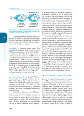 298
Inmunología de Rojas
Respuesta
inmune
en
tuberculosis
21
La inmunidad humoral participa con la pro-
ducción de Acs que actúan como opsoninas sobre
los bacilos que escapen de las células infectadas, lo
que ocurre rara vez, y al hacerlo facilitan su fagoci-
tosis y destruidos por los fagocitos.
Citoquinas. La respuesta inmune contra Mtb
involucra las citoquinas IL-12, IL-18, IFNγ y el
TNF, necesarias para la activación de los Mø. El re-
crudecimiento de la tuberculosis en pacientes con
artritis reumatoide tratados con Acs-Mcs contra el
TNF demuestra la importancia de este factor en la
defensa contra la TB. La IL-1 y el TNF son respon-
sables de la fiebre y de la caquexia que se presentan
en las formas clínicas avanzadas de la enfermedad.
La IL-12 es importante, pero no indispensable,
como si lo es en el ratón. La IL-10 tiene una acción
perjudicial por cuanto disminuye el efecto de la IL-
12 y del IFNα. El TGFβ activa a los Mø infecta-
dos, pero disminuye la acción de los LsT.
Formación de granulomas. Los LsTCD4 que
son activados en los ganglios linfáticos por las
DCs, migran al pulmón y, además de activar a los
Mø, inducen la formación de granulomas por me-
dio del IFNγ y de las IL-1 e IL-2. La IL-12, con-
trario a lo que ocurre en ratones, en el humano
coadyuva pero no es esencial para la formación
de granulomas.
El granuloma tuberculoso en el humano
difiere en varios aspectos del que se forma en
modelos animales. En el humano se forma un
núcleo central de células epitelioides y Mø que
es rodeado por LsTCD4 y más externamente por
LsTCD8, y por fibroblastos que van formando
un halo de fibrosis que puede llegar a calcificar-
se. El núcleo central del granuloma termina ca-
seificándose y creando un área de hipóxia. Con
este proceso se liberan bacilos que fuera del Mø
encuentran nutrientes e inician la activación de
genes que les permiten adaptarse a un metabolismo
anaerobio y sobrevivir por décadas dentro del gra-
nuloma. Con la hipoxia se induce la muerte de las
células colindantes con la zona necrótica incremen-
tando la cantidad de cáseum, que puede erosionar
la cápsula fibrosa del granuloma, y escapar a un
bronquiolo facilitando la dispersión intrapulmonar
de la infección y dando origen a la formación de
cavernas, características de la TB avanzada.
La formación de granulomas en la infección
tuberculosa había sido considerada como un im-
portante mecanismo en la defensa inmune contra
la infección por Mtb, porque se suponía, que la ais-
laba de los tejidos vecinos. Algunas Investigaciones
recientes están poniendo en duda esta percepción.
Se ha descubierto en modelos animales, que el gra-
nuloma protege al bacilo del sistema inmune, por-
que una vez que este ha sido fagocitado y aislado
dentro del granuloma, activa genes que codifican
para una proteína, la ESAT-6, (early secretory anti-
gen-6) que al ser secretada por el Mø estimula la
formación de células epitelioides a partir de fibro-
blastos y la producción de la metaloproteinasa 9,
MMP-6, que atrae más Møs no activados, células
ideales para la reproducción del bacilo. Por lo tan-
to, la formación del granuloma favorecería más a
la micobacteria que al hospedero. Hay indicios de
que esto pueda ocurrir también en el humano.
21-V Evasión de la respuesta inmune
Durante la infección tuberculosa, Mtb induce
en los Møs modificaciones importantes gracias a
cuatro estrategias diferentes: 1) evitar el paso al
citoplasma e impedir la unión de los lisosomas al
fagosoma, por la formación de una cubierta rica
en triptófano y aspartato, conocida como TACO;
2) producir dentro del fagosoma lipoarabinoma-
nán y una enzima conocida como P13P fosfata-
sa, moléculas que interrumpen la maduración del
fagosoma; 3) el bacilo impide la acidificación del
fagosoma para disminuir la producción de TNF,
IL-1 e iNOS e inducir la producción de citoqui-
nas reguladoras como IL-10 y TGF-β, que desvían
la respuesta inmune de Th1 a Th2; 4) induce la
Figura 21-3. La activación de los Mø permite la fu-
sión de los lisosomas al fagosoma y la producción
de iNOS y de radicales de oxígeno.
iNOS
Muerte del bacilo
Fusión de
los lisosomas
al fagosoma
Producción de
óxido nítrico y
radicales de O2
IFN-γ
TNF
 