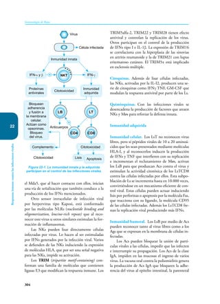 304
Inmunología de Rojas
Respuesta
inmune
contra
las
infecciones
virales
22
el Mda5, que al hacer contacto con ellos, inician
una vía de señalización que también conduce a la
producción de los IFNs mencionados.
Otro sensor intracelular de infección viral
por herpervirus tipo Kaposi, está conformado
por las moléculas NLRs (nucleotide binding and
oligomerization, leucine-rich repeat) que al reco-
nocer este virus u otros similares estimulan la for-
mación de inflamasomas.
Las NKs pueden lisar directamente células
infectadas por virus. Lo hacen al ser estimuladas
por IFNs generados por la infección viral. Varios
se defienden de las NKs induciendo la expresión
de moléculas HLA, que por ser una señal negativa
para las NKs, impide su activación.
Los TRIM (tripartite motif-containing) con-
forman una familia de moléculas que contienen
ligasas E3 que modifican la respuesta inmune. Los
TRIM5alfa-2, TRIM22 y TRIM28 tienen efecto
antiviral y controlan la replicación de los virus.
Otros participan en el control de la producción
de IFNs tipo I e IL-1β. La expresión de TRIM16
se correlaciona con la hiperplasia de las sinovias
en artritis reumatoide y la de TRIM21 con lupus
eritematoso cutáneo. El TRIM5α está implicado
en esclerosis múltiple.
Citoquinas. Además de lisar células infectadas,
las NKs, activadas por la IL-I2, producen una se-
rie de citoquinas como IFNγ TNF, GM-CSF que
modulan la respuesta antiviral por parte de los Ls.
Quimioquinas. Con las infecciones virales se
desencadena la producción de factores que atraen
NKs y Møs para reforzar la defensa innata.
Inmunidad adquirida
Inmunidad celular. Los LsT no reconocen virus
libres, pero sí péptidos virales de 10 a 20 aminoá-
cidos que les sean presentados mediante moléculas
HLA-I, y al reconocerlos inducen la producción
de IFNs y TNF que interfieren con su replicación
e incrementan el reclutamiento de Møs, activan
los LsB para que produzcan Acs contra el virus y
estimulan la actividad citotóxica de los LsTCD8
contra las células infectadas por ellos. Esta subpo-
blación de Ls se incrementa hasta en 10.000 veces,
convirtiéndose en un mecanismo eficiente de con-
trol viral. Estas células pueden actuar induciendo
lisis por perforinas o apoptosis por la molécula Fas,
que reacciona con su ligando, la molécula CD95
de las células infectadas. Además los LsTCD8 fre-
nan la replicación viral produciendo más IFNs.
Inmunidad humoral. Los LsB por medio de Acs
pueden reconocer tanto al virus libres como a los
Ags que se expresan en la membrana de células in-
fectadas.
Los Acs pueden bloquear la unión de partí-
culas virales a las células, impedir que las infecten
e interrumpir su propagación. Los Acs de la clase
IgA, impiden en las mucosas el ingreso de varios
virus. La vacuna oral contra la poliomielitis genera
la producción de Acs IgA que bloqueen la adhe-
rencia del virus al epitelio intestinal, la parenteral
Figura 22-1. La inmunidad innata y la adquirida
participan en el control de las infecciones virales.
Célula infectada
Virus
Anticuerpos
NKT
LB
CD4 CD8
LT
Inmunidad innata
Citotoxicidad
Complemento Citotoxicidad
Lisis Apoptosis
Proteínas
antivirales
Bloquean
adherencia
y fusión a
la membrana
celular.
Actúan como
opsoninas.
Bloqueo
del virus.
Inmunidad
adquirida
IFN-α y β IFN-γ
+
Citotoxicidad
+
 