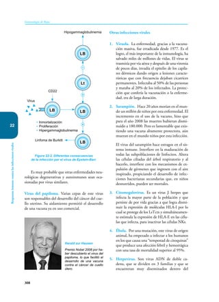 308
Inmunología de Rojas
Respuesta
inmune
contra
las
infecciones
virales
22
Es muy probable que otras enfermedades neu-
rológicas degenerativas y autoinmunes sean oca-
sionadas por virus similares.
Virus del papiloma. Varias cepas de este virus
son responsables del desarrollo del cáncer del cue-
llo uterino. Su aislamiento permitió el desarrollo
de una vacuna ya en uso comercial.
Otras infecciones virales
1. Viruela. La enfermedad, gracias a la vacuna-
ción masiva, fue erradicada desde 1977. Es el
logro, el más importante de la inmunología, ha
salvado miles de millones de vidas. El virus se
trasmitía por vía aérea y después de una viremia
de pocos días, invadía el epitelio de los capila-
res dérmicos dando origen a lesiones caracte-
rísticas que con frecuencia dejaban cicatrices
permanentes. Infectaba al 50% de las personas
y mataba al 20% de los infectados. La protec-
ción que confería la vacunación o la enferme-
dad, era de larga duración.
2. Sarampión. Hace 20 años morían en el mun-
do un millón de niños por esta enfermedad. El
incremento en el uso de la vacuno, hizo que
para el año 2008 las muertes hubieran dismi-
nuido a 180.000. Pero es lamentable que exis-
tiendo una vacuna altamente protectora, aún
mueran en el mundo niños por esta infección.
El virus del sarampión hace estragos en el sis-
tema inmune. Interfiere en la maduración de
todas las subpoblaciones de linfocitos. Altera
las células ciliadas del árbol respiratorio y al
hacerlo, interfiere con los mecanismos de ex-
pulsión de gérmenes que ingresen con el aire
inspirado, propiciando el desarrollo de infec-
ciones bacterianas secundarias que, en niños
desnutridos, pueden ser mortales.
3. Citomegalovirus. Es un virus β herpes que
infecta la mayor parte de la población y que
persiste de por vida gracias a que logra dismi-
nuir la expresión de moléculas HLA-I por lo
cual se protege de los LsTctx y simultáneamen-
te estimula la expresión de HLA-E en las célu-
las que infecta, para inactivar las células NKs.
4. Ébola. Por una mutación, este virus de origen
animal, ha empezado a infectar a los humanos
en los que causa una “tempestad de citoquinas”
que produce una afección febril y hemorrágica
con una tasa de mortalidad superior al 95%.
5. Herpevirus. Son virus ADN de doble ca-
dena, que se dividen en 3 familias y que se
encuentran muy diseminados dentro del
Figura 22-2. Diferentes consecuencias
de la infección por el virus de Epstein-Barr.
Hipogammaglobulinemia
CD22
Virus
Linfoma de Burkitt
• Inmortalización
• Proliferación
• Hipergammaglobulinemia
LB
LB
Lt
LB LB
+
+
–
Harald zur Hausen
Premio Nobel 2008 por ha-
ber descubierto el virus del
papiloma, lo que facilitó el
desarrollo de una vacuna
contra el cáncer de cuello
útero.
 