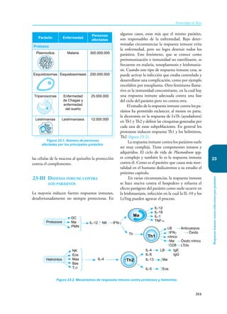 311
Inmunología de Rojas
Respuesta
inmune
contra
infecciones
por
parásitos
23
las células de la mucosa al quitarles la protección
contra el complemento.
23-III Defensa inmune contra
los parásitos
La mayoría inducen fuertes respuestas inmunes,
desafortunadamente no siempre protectoras. En
algunos casos, estas más que el mismo parásito,
son responsables de la enfermedad. Bajo deter-
minadas cir­
cuns­
tancias la respuesta inmune evita
la enfermedad, pero no logra destruir todos los
parásitos. Este fenómeno­
, que se conoce como
preinmunización o inmunidad no esterilizante, es
frecuente en malaria, toxoplasmosis y leishmania-
sis. Cuando este tipo de respuesta inmune cesa, se
puede activar la infección que estaba controlada y
desarrollarse una complicación, como por ejemplo
encefalitis por to­
xoplasma. Otro fenómeno llama-
tivo es la inmunidad concomitante, en la cual hay
una respuesta inmune adecuada contra una fase
del ciclo del parásito pero no contra otra.
El estudio de la respuesta inmune contra los pa­
rásitos ha permitido esclarecer, al menos en parte,
la dicotomía en la respuesta de LsTh (ayudadores)
en Th1 y Th2 y definir las citoquinas generadas por
cada una de estas subpoblaciones. En general los
protozoos inducen respuesta Th1 y los helmintos,
Th2 (figura 23-2).
La respuesta inmune contra los parásitos suele
ser muy compleja. Tiene componentes innatos y
adquiridos. El ciclo de vida de Plasmodium spp.
es complejo y también lo es la respuesta inmune
contra él. Como es el parásito que causa más mor-
talidad en el humano dedicaremos a su estudio el
próximo capítulo.
En varias circunstancias, la respuesta inmune
se hace nociva contra el hospedero y refuerza el
efecto patógeno del parásito como suele ocurrir en
la leishmaniasis, infección en la cual la IL-10 y los
LsTreg pueden agravar el proceso.
Figura 23-1. Número de personas
afectadas por los principales parásitos.
Parásito Enfermedad
Personas
afectadas
Protozoo
Plasmodios Malaria 300.000.000
Esquistosomas Esquistosomiasis 250.000.000
Tripanosomas Enfermedad
de Chagas y
enfermedad
del sueño
25.000.000
Leishmanias Leishmaniasis 12.000.000
Figura 23-2. Mecanismos de respuesta inmune contra protozoos y helmintos.
IL-4
NK
Eos
Mas
Bas
Tγδ
IL-4 LB IgE
IL-6		 IgG
IL-13 ↓Mø
IL-5 ↑Eos
↑Th2
Helmintos
DC
Mø
PMN
IL-12
IL-18
IL-1
TNF-α
Th
IL-12 ↑ NK → IFN-γ
LB → Anticuerpos
↑IFNγ → Óxido
nítrico
↑Mø → Óxido nítrico
↑CD8→ LTctx
Th1
Mø
Protozoos
 