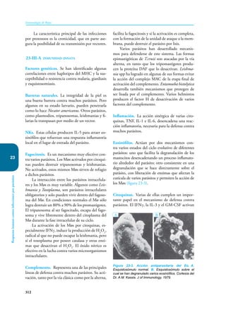 312
Inmunología de Rojas
Respuesta
inmune
contra
infecciones
por
parásitos
23
La característica principal de las infecciones
por protozoos es la cronicidad, que en parte ase-
gura la posibilidad de su transmisión por vectores.
23-III-A inmunidad innata
Factores genéticos. Se han identificado algunas
correlaciones entre haplotipos del MHC y la sus-
ceptibilidad o resistencia contra malaria, giardiasis
y esquistosomiasis.
Barreras naturales. La integridad de la piel es
una buena barrera contra muchos parásitos. Pero
algunos en su estado larvario, pueden penetrarla
como lo hace Necator americanus. Otros parásitos,
como plas­
modios, tripanosomas, leishmanias y fi-
larias la transpasan por medio de un vector.
NKs. Estas células producen IL-5 para atraer eo-
sinófilos que refuerzan una respuesta inflamatoria
local en el lugar de entrada del parásito.
Fagocitosis. Es un mecanismo muy efectivo con-
tra varios parásitos. Los Møs activados por citoqui-
nas pueden destruir tripanosomas y leishma­
nias.
No activados, estos mismos Møs sirven de refugio
a dichos parásitos.
La interacción entre los parásitos intracelula-
res y los Møs es muy variable. Algunos como Leis-
hmania y Toxoplasma, son parásitos intracelulares
obligatorios y solo pueden vivir dentro del fagoso-
ma del Mø. En condiciones normales el Mø sólo
logra destruir un 80% a 90% de los promastigotes.
El tripanosoma­al ser fagocitado, escapa del fago-
soma y vive libremente dentro del citoplasma del
Mø durante la fase intracelular de su ciclo.
La activación de los Møs por citoquinas, es­­
pecialmente IFNγ, induce la producción de H2
O2
,
radical al que no puede escapar la leishmania, pero
sí el toxoplasma por poseer catalasa y otras enzi-
mas que desactivan el H2
O2
. El óxido nítrico es
efectivo en la lucha contra varios microorganismos
intra­celulares.
Complemento. Representa una de las principales
líneas de defensa contra muchos parásitos. Su acti-
vación, tanto por la vía clásica como por la alterna,
facilita la fagocitosis y si la activación es completa,
con la formación de la unidad de ataque a la mem-
brana, puede destruir el parásito por lisis.
Varios parásitos han desarrollado mecanis-
mos para defenderse de este sistema. Las formas
epimastigóticas de T.cruzi son atacadas por la vía
alterna, en tanto que los tripomastigotes produ-
cen la proteína DAF que lo desactivan. Leishma-
nia spp ha logrado en algunas de sus formas evitar
la acción del complejo MAC de la etapa final de
activación del complemento. Entamoeba histolytica
desarrolla también mecanismos que protegen de
ser lisada por el complemento. Varios helmintos
producen el factor H de desactivación de varios
factores del complemento.
Inflamación. La acción sinérgica de varias cito­
quinas, TNF, IL-1­e IL-6, desencadena una reac-
ción inflamatoria, necesaria para la defensa contra
muchos parásitos.
Eosinófilos. Actúan por dos mecanismos con-
tra varios estados del ciclo evolutivo de diferentes
parásitos: uno que facilita la degranulación de los
mastocitos desencadenando un proceso inflamato-
rio alrededor del parásito; otro consistente en una
degranulación que se hace directamente sobre el
parásito, con liberación de enzimas que afectan la
cutícula de varios parásitos y permiten la acción de
los Møs (figura 23-3).
Citoquinas. Varias de ellas cumplen un impor-
tante papel en el mecanismo de defensa contra
parásitos. El IFNγ, la IL-3 y el GM-CSF activan
Figura 23-3. Acción antiparasitaria del Eo. A.
Esquistosómulo normal. B. Esquistosómulo sobre el
cual se han degranulado varios eosinófilos. Cortesía del
Dr. A.M. Kassis. J of Immunology, 1979.
A B
 