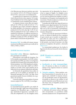 313
Inmunología de Rojas
Respuesta
inmune
contra
infecciones
por
parásitos
23
a los Møs para que destruyan parásitos que estén
en su interior. La IL-4 e IL-10 frenan la respuesta
de los LT-h1, como ocurre en la leishmaniasis.
La producción de caquexcina en la tripanoso-
miasis africana bovina causa caquexia. En la mala-
ria por P. falciparum los niveles sanguíneos de TNF
se correlacionan con las manifestaciones clínicas.
La respuesta inmune contra ellos está orques-
tada por los LsTh2 por medio de la IL-4, 5, 9 y
13 citoquinas que actúan activando la fagocitos,
las células epiteliales y los mastocitos y generan la
producción de Acs de la clase IgE. La IL-33 esti-
mula la producción de IL-4 que coadyuva en la
expulsión de helmintos. En algunas reacciones in-
munes en la piel y los pulmones, con participación
de PMNs activados por TNF y de Møs por IFNγ,
puede inducir la formación de granulomas.
Receptores Toll. Las células del sistema inmune
reconocen los diferentes parásitos por medio de los
TLR-2, TLR-4 y TLR-9.
23-III-B Inmunidad adquirida
Inmunidad celular. Diferentes subpoblaciones
de Ls participan en la defensa.
Directamente o por medio de citoquinas. Los
LsTctx pueden atacar pa­
rásitos. Los LsTh1 estimu-
lan la producción IFNγ que induce en los fagotitos
la producción de óxido nítrico que puede matar di-
ferentes parásitos. Los LsTh2 propician la produc-
ción de Acs de las clases IgG e IgM. Los LsTh17
ayudan en la lucha contra varios parásitos por la
inducción de una respuesta inflamatoria adecuada.
La formación de granulomas busca aislar un
parásito que no ha podido ser destruido. En su
formación participan los LsTh1 y los Møs. Estos
granulomas pueden formarse alrededor de un pa-
rásito o de sus huevos.
Contra las infecciones intracelulares el sistema
inmune emplea los Th1, LsTCD8 y la autofagia.
Inmunidad humoral
La inmunidad humoral específica, por medio de
Acs de las clases IgG e IgM actúa contra las formas
sanguíneas de Plasmodium spp., y Trypanosoma
spp., facilitando la fagocitosis y activando el sis-
tema del complemento. Los Acs dirigidos contra
los esporozoitos de los plasmodios los alteran y
evitan su ingreso al hígado. Los dirigidos contra
los merozoítos bloquean su entrada a los eritroci-
tos, los contra los gametocitos impiden su unión y
fecundación en el mosquito, interrumpiendo así la
transmisión. Desafortunadamente el efecto de esta
respuesta humoral es insuficiente.
La producción de IgE tiene especial interés en
la defensa contra algunos parásitos. En el intestino
“sensibiliza” y promueve la degranulación de los
Mas con lo cual se incrementan el peristaltismo,
y la secreción intestinal para producir un barrido
mecánico del parásito.
Gracias a la acción de opsonizante de diferen-
tes Acs, se obtiene la fijación de Eos a parásitos
de gran tamaño que no pueden ser fagocitados,
pero sobre los cuales estos Eos se degranulan y
depositan la proteína básica que altera la cutícu-
la del parásito, esta lesión les permite a los Møs
penetrar al citoplasma del parásito y destruirlo
(figura 23-3).
La citotoxicidad mediada por Acs facilita la
fagocitosis de diversas formas del ciclo de distintos
parásitos.
23-IV Evasión de la respuesta
inmune
Los principales mecanismos de evasión son:
a. Localización en sitios inmunoprivilegia-
dos. El cisticerco se ubica en el cerebro en
donde no hay respuesta inmune en ausencia
de inflamación.
b. Variación antigénica. Varios parásitos cam-
bian frecuentemente la estructura de sus an-
tígenos para confundir la respuesta inmune.
Los Acs producidos contra un Ag determina-
do pierden su eficacia si este cambia, lo cual
permite al parásito actuar libremente por unos
días hasta tanto el hospedero produzca Acs
contra el nuevo Ag.
c. Mimetismo molecular. Algunos parásitos
se defienden del sistema inmune del hospe-
dero incorporando a su membrana celular
proteínas propias de este. El esquistosoma in-
 