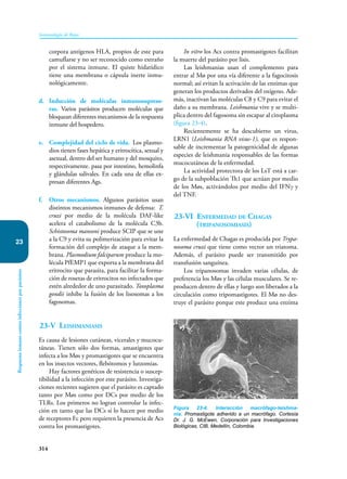 314
Inmunología de Rojas
Respuesta
inmune
contra
infecciones
por
parásitos
23
corpora antígenos HLA, propios de este para
camuflarse y no ser reconocido como extraño
por el sistema inmune. El quiste hidatídico
tiene una membrana o cápsula inerte inmu-
nológicamente.
d. Inducción de moléculas inmunosupreso-
ras. Varios parásitos producen moléculas que
bloquean diferentes mecanismos de la respuesta
inmune del hospedero.
e. Complejidad del ciclo de vida. Los plasmo-
dios tienen fases hepática y eritrocítica, sexual y
asexual, dentro del ser humano y del mosquito,
respectivamente. pasa por intestino, hemolinfa
y glándulas salivales. En cada una de ellas ex-
presan diferentes Ags.
f. Otros mecanismos. Algunos parásitos usan
distintos mecanismos inmunes de defensa: T.
cruzi por medio de la molécula DAF-like
acelera el catabolismo de la molécula C3b.
Schistosoma mansoni produce SCIP que se une
a la C9 y evita su polimerización para evitar la
formación del complejo de ataque a la mem-
brana. Plasmodium falciparum produce la mo-
lécula PfEMP1 que exporta a la membrana del
eritrocito que parasita, para facilitar la forma-
ción de rosetas de eritrocitos no infectados que
estén alrededor de uno parasitado. Toxoplasma
gondii inhibe la fusión de los lisosomas a los
fagosomas.
23-V Leishmaniasis
Es causa de lesiones cutáneas, vicerales y mucocu-
táneas. Tienen sólo dos formas, amastigotes que
infecta a los Møs y promastigotes que se encuentra
en los insectos vectores, flebótomos y lutzomias.
Hay factores genéticos de resistencia o suscep-
tibilidad a la in­
fección por este parásito. Investiga-
ciones recientes sugieren que el parásito es captado
tanto por Møs como por DCs por medio de los
TLRs. Los primeros no logran controlar la infec-
ción en tanto que las DCs sí lo hacen por medio
de receptores Fc pero requieren la presencia de Acs
contra los promastigotes.
In vitro los Acs contra promastigotes facilitan
la muerte del parásito por lisis.
Las leishmanias usan el complemento para
entrar al Mø por una vía diferente a la fagocitosis
normal; así evitan la activación de las enzimas que
generan los productos derivados del oxígeno. Ade-
más, inactivan las moléculas C8 y C9 para evitar el
daño a su membrana. Leishmania vive y se multi-
plica dentro del fagosoma sin escapar al citoplasma
(figura 23-4).
Recientemente se ha descubierto un virus,
LRN1 (Leishmania RNA visus-1), que es respon-
sable de incrementar la patogenicidad de algunas
especies de leishmania responsables de las formas
mucocutáneas de la enfermedad.
La actividad protectora de los LsT está a car-
go de la subpoblación Th1 que actúan por medio
de los Møs, activándolos por medio del IFNγ y
del TNF.
23-VI Enfermedad de Chagas
(tripanosomiasis)
La enfermedad de Chagas es producida por Trypa-
nosoma cruzi que tiene como vector un triatoma.
Además, el parásito puede ser transmitido por
transfusión sanguínea.
Los tripanosomas invaden varias células, de
preferen­
cia los Møs y las células musculares. Se re-
producen dentro de ellas y luego son liberados a la
circulación como tripomastigotes. El Mø no des-
truye el parásito porque este produce una enzima
Figura 23-4. Interacción macrófago-leishma-
nia. Promastigote adherido a un macrófago. Cortesía
Dr. J. G. McEwen, Corporación para Investigaciones
Biológicas, CIB, Medellín, Colombia.
 