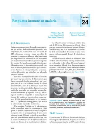 318
William Rojas M.
Luz Elena Cano R.
Luis Miguel Gómez O.
Beatriz Aristizábal B.
Damaris Lopera H.
Respuesta inmune en malaria
Capítulo
24
24-I Generalidades
Cada minuto mueren en el mundo cuatro perso-
nas por malaria. Es la enfermedad parasitaria más
importante por cuanto afecta cada año a más de
225 millones de personas y causa un millón de
muertes. La resistencia del vector a los insecticidas
y la del parásito a los antimaláricos han ocasionado
un incremento de la incidencia en muchas partes
del mundo. En la defensa contra la infección por
Plasmodium spp., el sistema inmune responde con
todo su arsenal pero con resultados poco satisfac-
torios. Veremos en este capítulo como las caracte-
rísticas del parásito que dificultan una adecuada
respuesta inmune.
La malaria es una enfermedad febril ocasiona­da
por cuatro especies distintas de Plasmodium, que
hacen partes de la familia Apicomplexa y que cum-
plen parte de su ciclo vital en el interior de células
de vertebrados y parte de las del insecto vector. Para
penetrar a las diferentes células el parásito emplea
moléculas secretadas por organelos apicales lla-
mados micronemas y roptrides. Un Ag, AMA1
(apical membrane antigen1), es esencial para el
ingreso del parásito a los eritrocitos porque ge-
nera ROM4 (rhomboid-4) que a su vez produce
EBA175 (erythrocyte-binding protein) que induce
la aderencia del plasmodio al eritrocito.
El genoma de P. falciparum, el más patógeno
de los plasmodios, posee 14 cromosomas y 5.000
genes. El parásito, después de ser inoculado por el
mosquito, entra en la sangre y luego de unos pocos
minutos invade el hígado en donde se reproduce,
para salir posteriormente a infectar eritrocitos, con
lo cual inicia una nueva fase de reproducción que se
asocia con el inicio de las manifestaciones clínicas.
La infección es muy compleja: el parásito tiene
más de 10 formas diferentes en su ciclo de vida y
pasa por cuatro células distintas, dos en el hospe-
dero humano y dos en el invertebrado. El desarro-
llo de la inmunidad en el hombre es lento y solo
ocurre, en forma parcial, después de reinfecciones
frecuentes.
El ciclo de vida del parásito en el humano tiene
dos fases extracelulares muy breves y dos intracelula­
res prolongadas en dos células di­
ferentes, hepatoci-
tos y eritrocitos. Además tiene formas a­
se­­
xuales y
sexuadas. En la defensa contra todas estas formas
participan sin mucho éxito, Møs, NKs, LsTCD4+,
LsTCD8+, LsB, complemento, etc. (figura 24-1).
24-II Genética
En varias zonas de África de alta endemicidad para
malaria por P. falciparum la mayoría de los niños
sufren ataques de malaria, un 10% sufren formas
Alphonse Laveran, mereció el premio Nobel en 1907
por el descubrimiento del Plasmodium, parásito res-
ponsable de la malaria. Ronald Ross, estableció que
la malaria era transmitida por un mosquito del género
Anopheles, y mereció el premio Nobel en 1902.
 