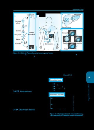 319
Inmunología de Rojas
Respuesta
inmune
en
malaria
24
cerebrales severas con una importante mortalidad,
pero la mayoría se recuperan aun sin recibir tra-
tamiento, evidencia de un desarrollo evolutivo de
resistencia. En estudios GWA efectuados en esas
zonas han puesto en evidencia la existencia de dos
loci, ATP2B4 (codifica para canales de calcio de
los eritrocitos) y MARVELD3 (codifica para una
proteína de uniones estrechas intraendoteliales) que
confieren resistencia a la infección. Adicionalmente,
estos estudios, sugieren la existencia de una docena
de genes implicados en una mayor susceptibilidad.
24-III Epidemiología
La tuberculosis, el sida y la malaria son las princi-
pales causas de mortalidad por enfermedades in-
fecciosas. Según reporte de la OMS del 2013, en el
2010 hubo 210 millones de episodios de malaria y
660.000 muertes.
24-IV Respuesta inmune
En la lucha contra el parásito, el sistema inmune
emplea todos sus mecanismos de defensa y logra
disminuir progresivamente la parasitemia, preve-
nir en casi todos los casos las complicaciones gra-
ves y acortar la duración de la enfermedad, pero
falla en erradicar la infección. Las infecciones repe-
tidas mejoran la respuesta inmune pero no logran
hacerla esterilizante (figura 24-2).
Figura 24-1. Ciclo de Plasmodium en el humano y en el vector. Se observan las distintas formas del parásito y las
células que invade. A. En el mosquito se generan los esporozoitos, formas infectantes para el humano. B. En la fase
hepática se producen merozoítos. C. Estos invaden los eritrocitos. Algunos se transforman en gametocitos que al ser
ingeridos por el mosquito, inician el ciclo que conduce a la producción de esporozoítos que, serán posteriormente
inoculados a otro ser humano. Tomado y modificado de L. Miller, Nature, February 7, 2002.
Esporozoíto
Glándula
salival
Oociste
Ooquineto
Zigote
Gametos
Epitelio
estomacal
Eritrocito
Esporozoítos
Merozoítos
Merozoítos
Gametocitos
Esquizontes Trofozoíto
Knobs
A
A
B
B
C
C
Figura 24-2. Participación de la inmunidad innata y
de la adquirida en la defensa contra Plasmodium.
Células de Kupffer
Mø↑ ← IFN-γ
DC ↑
L-γδ → IFN-γ ↑ NK
¿NK?
Inmunidad innata
Humoral: producción de
anticuerpos
LsT CD8. LsTcTx contra hepa-
tocitos parasitados
LsT CD4 → Acs → citotoxi-
cidad
Esporozoítos
Merozoitos
Gametos
Complemento
Fagocitosis
IFN-γ
Óxido nítrico
Inmunidad adquirida
 