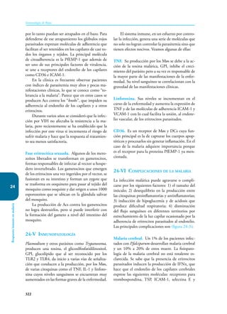 322
Inmunología de Rojas
Respuesta
inmune
en
malaria
24
por lo tanto puedan ser atrapados en el bazo. Para
defenderse de ese atrapamiento los glóbulos rojos
parasitados expresan moléculas de adherencia que
facilitan el ser retenidos en los capilares de casi to-
dos los órganos y tejidos. La principal molécula
de citoadherencia es la PfEMP-1 que además de
ser uno de sus principales factores de virulencia,
se une a receptores del endotelio de los capilares
como CD36 e ICAM-1.
En la clínica es frecuente observar pacientes
con índices de parasitemia muy altos y pocas ma­
nifestaciones clínicas, lo que se conoce como “to-
lerancia a la malaria”. Parece que en estos casos se
producen Acs contra los “knobs”, que impiden su
adherencia al endotelio de los capilares y a otros
eritrocitos.
Durante varios años se consideró que la infec-
ción por VIH no afectaba la resistencia a la ma-
laria, pero recientemente se ha establecido que la
infección por este virus si incrementa el riesgo de
sufrir malaria y hace que la respuesta al tratamien-
to sea menos satisfactoria.
Fase eritrocítica sexuada. Algunos de los mero-
zoítos liberados se transforman en gametocitos,
formas responsables de infectar al vector u hospe-
dero invertebrado. Los gametocitos que emergen
de los eritrocitos una vez ingeridos por el vector, se
fusionan en su intestino y forman un zygote que
se trasforma en ooquineto para pasar al tejido del
mosquito como ooquiste y dar origen a unos 1000
esporozoitos que se ubican en la glándula salivar
del mosquito.
La producción de Acs contra los gametocitos
no logra destruirlos, pero si puede interferir con
la formación del gameto a nivel del intestino del
mosquito.
24-V Inmunopatología
Plasmodium y otros parásitos como Trypanosoma,
producen una toxina, el glicosilfosfatidilinositol,
GPI, glucolípido que al ser reconocido por los
TLR2 y TLR4, da inicio a varias vías de señaliza-
ción que conducen a la producción, por los Møs,
de varias citoquinas como el TNF, IL-1 y linfoto-
xina cuyos niveles sanguíneos se encuentran muy
aumentados en las formas graves de la enfermedad.
El sistema inmune, en un esfuerzo por contro-
lar la infección, genera una serie de moléculas que
no solo no logran controlar la parasitemia sino que
tienen efectos nocivos. Veamos algunas de ellas:
TNF. Su producción por los Møs se debe a la ac-
ción de la toxina malárica, GPI, inhibe el creci-
miento del parásito pero a su vez es responsable de
la mayor parte de las manifestaciones de la enfer-
medad. Su nivel sanguíneo se correlacionan con la
gravedad de las manifestaciones clínicas.
Linfotoxina. Sus niveles se incrementan en el
curso de la enfermedad y aumenta la expresión de
TNF y de las moléculas de adherencia ICAM-1 y
VCAM-1 con lo cual facilita la unión, al endote-
lio vascular, de los eritrocitos parasitados.
CD36. Es un receptor de Møs y DCs cuya fun-
ción principal es la de capturar los cuerpos apop-
tóticos y procesarlos sin generar inflamación. En el
caso de la malaria adquiere importancia porque
es el receptor para la proteína PfEMP-1 ya men-
cionada.
24-VI Complicaciones de la malaria
La infección malárica puede agravarse o compli-
carse por los siguientes factores: 1) el tamaño del
inóculo; 2) dese­
quilibrio en la producción entre
las citoquinas proinflamatorias y antinflamatorias;
3) inducción de hipoglucemia y de acidosis que
produce dificultad respiratoria; 4) disminución
del flu­
jo sanguíneo en diferentes territorios por
estrechamiento de la luz capilar ocasionado por la
adherencia de eritrocitos parasitados al endotelio.
Las principales complicaciones son (figura 24-3):
Malaria cerebral. Un 1% de los pacientes infec-
tados con P.falciparum desarrollan malaria cerebral
y un 10% a 20% de estos muere. La fisiopato-
logía de la malaria cerebral no está totalente es-
clarecida. Se sabe que la presencia de eritrocitos
parasitados inducen la producción de IFNα, que
hace que el endotelio de los capilares cerebrales
exprese las siguientes moléculas: receptores para
trom­
bospondina, TSP, ICAM-1, selectina E y
 