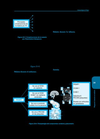 323
Inmunología de Rojas
Respuesta
inmune
en
malaria
24
VACAM-1. A ellas se unen los Ags expresados en
los knobs como PfEMP, GLAG9 y RSP 1 y 2. El
incremento de la expresión de moléculas CR-1
en los eritrocitos parasitados facilita la adheren-
cia de éstos a otros eritrocitos no parasitados, así
como a monocitos y plaquetas, lo que induce la
formación de rosetas o acúmulos celulares que
interfieren con el flujo sanguíneo y propician el
desarrollo de un proceso inflamatorio local que
agrava la vasculopatía (figura 24-4).
Malaria durante el embarazo. El grado modera-
do de inmunodeficiencia que se genera en la ma-
dre durante el embarazo hace que se pueda reacti-
var una malaria. Las placentas de las mujeres con
malaria capturan los eritrocitos parasitados lo que
al interferir con el flujo sanguíneo dificulta la ade-
cuada oxigenación del feto. Esta vasculopatía que
se produce en la placenta da lugar al nacimiento
de niños con poco peso y ocasiona que cada año
mueran de 100.000 a 200.000 de ellos.
Malaria durante la infancia. Rara vez el niño
recién nacido presenta malaria. Si la madre la su-
fre durante el embarazo, la placenta es una barrera
muy eficiente que ataja los parásitos. El paso en la
leche de Acs IgG y de citoquinas lo protegen de
los parásitos que le puedan ser inoculados por pi-
caduras de mosquitos. El calostro suministra LsT
activados contra el plasmodio. Adicionalmente la
leche materna carece de ácido paraminobenzoico,
esencial para el desarrollo del parásito. Pasados los
primeros meses, este ácido empieza a llegar en la
alimentación del niño y los factores humorales y
celulares protectores recibidos de la madre, dismi-
nuyen, haciendo que el niño se haga susceptible a
adquirir la infección.
Anemia. Los principales factores que contribuyen
a su desarrollo son: 1) lisis de eritrocitos parasita-
dos; 2) secuestro por el bazo; 3) adherencia a los
eritrocitos de complejos inmunes lo que facilita el
que sean secuestrados en el hígado, 4) la produc-
Figura 24-4. Fisiopatolgía del compromiso cerebral y placentario.
PfEMP1
Condroitin
sulfato A
Eritrocitos parasitados
PfEMP1
Se une al CD36
en capilares
Se une al CD36
ICAM-1 en capilares
cerebrales
PfEMP1
VCAM-1
ICAM-1
Selectina E
PECAM (plaquetas)
Roseta con eritrocitos
no parasitados
Se une a condroitin
sulfato A en la placenta
Se une a PECAM
en las plaquetas
Figura 24-3. Complicaciones de la malaria
por Plasmodium falciparum.
Malaria cerebral
Daño placentario
Anemia
Acidosis
Sepsis
Síndrome de
dificultad respiratoria
Principales
complicaciones de
la malaria por P.f.
 