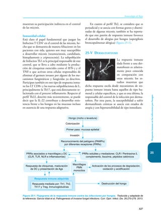 327
Inmunología de Rojas
25
Respuesta
inmune
en
las
infecciones
por
hongos
muestran su participación indirecta en el control
de las micosis.
Inmunidad celular
Está claro el papel fundamental que juegan los
linfocitos T CD4+
en el control de las micosis, he-
cho que se demuestra de manera fehaciente en los
pacientes con sida, quienes son muy susceptibles
a desarrollar micosis (neumocistosis, candidiasis,
histoplasmosis y criptococosis). La subpoblación
de linfocitos Th1 es la principal responsable de este
control, que se lleva a cabo mediante la produc-
ción de citoquinas esenciales como el IFN-γ y el
TNF-α que activan otras células responsables de
eliminar el germen invasor por alguno de los me-
canismos fungistáticos y fungicidas ya descritos.
Participan también en este tipo de respuesta inmu-
ne los LT CD8+ y las nuevas subpoblaciones de L,
principalmente la Th17, que está directamente re-
lacionada con el proceso inflamatorio. Respecto al
perfil Th22, descrito más recientemente, se puede
decir que la IL-22 contribuye a desarrollar resis-
tencia frente a los hongos en las mucosas incluso
en ausencia de una respuesta adaptativa.
En cuanto al perfil Th2, se considera que es
perjudicial y se asocia con formas graves y disemi-
nadas de algunas micosis; también se ha reporta-
do que este patrón de respuesta inmune favorece
el desarrollo de alergias por hongos (aspergilosis
broncopulmonar alérgica) (figura 25-1).
25-V Dermatofitosis
La respuesta inmune
dada frente a una der-
matofitosis es relativa-
mente poco conocida
en comparación con
otras micosis; los es-
tudios muestran que
dicha respuesta oscila desde mecanismos de res-
puesta inmune innata hasta aquellos de tipo hu-
moral y celular específicos, y que es esta última, la
responsable del control de la infección por derma-
tofitos. Por otra parte, la susceptibilidad a sufrir
dermatofitosis crónicas se asocia con estados de
atopia y con hipersensibilidad de tipo inmediato.
Hongo (moho o levadura)
Primer paso: mucosa epitelial
Destrucción del hongo
Reconocimiento del patógeno (PAMPs)
por diferentes receptores (PRRs)
PRRs asociados a macrófagos y DC
(CLR, TLR, NLR e inflamasomas)
PRRs solubles y mediadores: CLR / Pentraxina-3,
complemento, lisozima, péptidos catiónicos
Respuesta de citoquinas, maduración
de DC y presentación de Ags
Activación de los procesos de degradación,
oxidación y acidificación
Macrófagos
PMN
monocitos
Colonización
Invasión
Respuesta mediada por: Th1, Th2,
Th17 y Treg. Inmunoglobulinas
Respuesta inmune adquirida
Figura 25-1. Flujograma de la respuesta inmune contra las infecciones por hongos. Traducida y adaptada de
la referencia: García-Vidal et al. Pathogenesis of invasive fungal infections. Curr. Opin. Infect. Dis. 26:270-276. 2013.
 