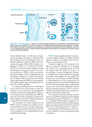 Inmunologia de Rojas 17ed.pdf