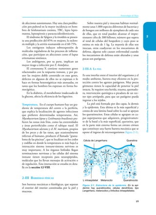 Elementos
constitutivos,
barreras
naturales,
células,
moléculas
y
sistemas
enzimáticos
19
Inmunología de Rojas
2
de afecciones autoinmunes. Hay una clara predilec-
ción pos-puberal en la mayor incidencia en hom-
bres de leishmaniasis cutánea, TBC, lepra lepro-
matosa, leptospirosis y paracoccidioidomicosis.
El síndrome de Sjögren y la tiroiditis se presen-
ta una predlección del 85% en mujeres, la esclero-
sis múltiple y la artritis reumatoide en el 60-75%.
Los estrógenos inducen sobreexpresión de
muléculas reguladoras de los procesos de inflama-
ción, que participan en afecciones como el lupus
eritematoso sistémico.
Los andrógenos, por su parte, implican un
mayor riesgo a infección por E. histolytica.
El cromosoma X contiene numerosos genes
relacionados con la respuesta inmune, y por po-
seer las mujeres doble contenido en esos genes,
defectos en algunos de ellos no se expresan o lo
hace en formas heterosigóticas más atenuadas, en
tanto que los hombres los expresan en forma ho-
mocigótica.
En la diabetes, el metabolismo inadecuado de
la glucosa, afecta la eficiencia de los fagocitos.
Temperatura. En el cuerpo humano hay un gra-
diente de temperatura del centro a la periferia,
que explica la localización de agentes infecciosos
que prefieren determinadas temperaturas. Así,
Mycobacterium leprae y Leishmania brasiliensis pre-
fieren las zonas más frías, como las extremidades
y áreas periorificiales como el tabique nasal. El
Mycobacterium ulcerans y el M. marinum, propios
de los peces y de las ranas, que ocasionalmente
infectan al humano, producen el llamado “granu-
loma de las piscinas”, que se localizan en los codos
y rodillas en donde la temperatura es más baja.La
interacción sistema inmune-sistema nervioso es
muy importante. A los órganos linfoides llegan
terminaciones nerviosas y las células del sistema
inmune tienen receptores para neuropéptidos,
moléculas que les llevan mensajes de activación o
de regulación. Esta interacción se estudia en deta-
lle en la sección 12-VIII.
2-III Barreras físicas
Son barreras mecánicas o fisiológicas, que separan
el exterior del interior constituidas por la piel y
mucosas.
Sobre nuestra piel y mucosas habitan normal-
mente unas 1.000 especies diferentes de bacterias y
de hongos con millones de ejemplares de cada una
de ellas, que en total pueden alcanzar el impre-
sionante cifra de 300 billones, número que supera
al total de células del hospedero y cuyo peso se
estima en más de 1 kg. La mayoría de ellas son
inocuas, otras coadyuvan en los mecanismos de
defensa, algunas solo causan enfermedad cuando
los mecanismos de defensa están alterados y unas
pocas son patógenas.
2-III-A La piel
Es una interfaz entre el interior del organismo y el
medio ambiente, barrera muy eficiente en la pro-
tección contra los agentes patógenos. Muy pocos
gérmenes tienen la capacidad de penetrar la piel
intacta. Se requiere una herida, trauma, quemadu-
ra, intervención quirúrgica o picadura de un vec-
tor tipo artrópodo, para que un patógeno pueda
ingresar a los tejidos.
La piel está formada por dos capas, la dermis
y la epidermis. Esta última es la más superficial y
consta de una lámina basal sobre la cual se apoyan
los queratinocitos. Estas células se agrupan en ca-
pas superpuestas que adquieren, progresivamen-
te de la basal a la más superficial, queratina, que
en la parte más externa forma un estrato córneo
que constituye una fuerte barrera mecánica que se
opone al ingreso de microorganismos (figura 2-1).
Figura 2-1. Estructura de la epidermis. En la epi-
dermis hay queratinocitos, células dendríticas, tipo
Langerhans, melanocitos y linfocitos intraepiteliales.
Célula de Langerhans Queratina
L intraepitelial Queratinocito
Melanocito
L
L
L
 