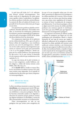 20
Elementos
constitutivos,
barreras
naturales,
células,
moléculas
y
sistemas
enzimáticos
Inmunología de Rojas
2
La piel tiene pH ácido, de 5 a 6, suficiente
para destruir muchos microorganismos. Esta
acidez resulta de la degradación de ácidos grasos
como caprílico, oleíco y undecilénico. Las glándu-
las sebáceas producen moléculas antimicrobianas.
La ausencia de ellas en la planta de los pies es res-
ponsable de las frecuentes infecciones por hongos
en esas áreas.
Los queratinocitos producen péptidos antimi-
crobianos, llamados defensinas. Intercalados entre
ellos, se encuentran los melanocitos, productores
de melanina, proteína responsable de la pigmenta-
ción de la piel y de proteger el ADN de las células
del efecto deletéreo de la luz ultravioleta.
Un componente importante de la epidermis
son las células dendríticas, DCs, que en la piel se
llaman células de Langerhans y cuya membrana
presenta una serie de prolongaciones o dendri-
tas con las cuales capturan microorganismos que
entren en contacto con la piel, para presentarlos
a los Ls en los ganglios linfáticos a donde mi-
gran por los canales linfáticos. Esta presentación
de Ags activa a los Ls que inician el desarrollo
de una respuesta selectiva que estudiaremos en los
capítulos 8 a 11.
La capa más interna de la piel, la dermis, es
rica en vasos sanguíneos, canales linfáticos, teji-
do colágeno y células del sistema inmune como
PMNs, Møs, Bas, Eos y Ls.
En la sección 12-I se estudia en mayor deta-
lle los mecanismos de defensa inmune de la piel,
tanto innatos como adquiridos. En el capítulo 41
estudiaremos las afecciones que tienen componen-
tes inmunopatológicos.
2-III-B Mucosa del tracto
gastrointestinal
La flora microbiana intestinal se conoce hoy como
microbioma, está compuesta por más de 500 espe-
cies, la mayoría de las cuales son comensales, algu-
nas simbióticas y unas pocas patógenas. Varias de
las bacterias comensales ayudan en la digestión y
absorción de nutrientes porque producen enzimas
que digieren almidones no absorbibles y extraen de
ellos monosacáridos necesarios en la alimentación.
Otros microorganismos no solo no son
patógenos sino que actúan como antagónicos de
los que sí lo son ocupando nichos que, de estar
libres, permitirían la adherencia de los patógenas a
las células epiteliales de la mucosa. Otros secretan
sustancias, que son tóxicas para bacterias patóge-
nas o que actúan como reguladoras de la respues-
ta inmune al frenar la producción de citoquinas
proinflamatorias. Si una bacteria patógena coloni-
za algún sector de la mucosa, las células epiteliales
producen una sustancia especial, la interleuqui-
na-8, IL-8, que atrae PMNs para que fagociten y
destruyan los microorganismos patógenos.
Los siguientes mecanismos de defensa ayudan
a expulsar los patógenos que llegan por vía oral:
autolimpieza por peristaltismo, diarrea o vómito;
formación de una capa de mucus que impide o
dificulta la adherencia de los patógenos al epitelio
intestinal; las células epiteliales del intestino están
unidas por uniones estrechas y por desmosomas,
estructuras que aseguran la adherencia entre ellas, y
de ellas a las membranas basales, e impiden el ingre-
so de la mayoría de los microorganismos que llegan
por vía oral o que viven en el intestino; enzimas de
los jugos gástrico, pancreático e intestinal, así como
la bilis, tienen actividad bactericida (figura 2-2).
Figura 2-2. Mucosa del tracto digestivo.
Vellosidades
intestinales
Células de Paneth
Criptas
Defensinas
(catelicidinas)
 