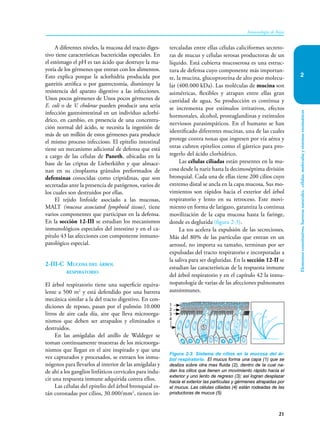 Elementos
constitutivos,
barreras
naturales,
células,
moléculas
y
sistemas
enzimáticos
21
Inmunología de Rojas
2
A diferentes niveles, la mucosa del tracto diges-
tivo tiene características bactericidas especiales. En
el estómago el pH es tan ácido que destruye la ma-
yoría de los gérmenes que entran con los alimentos.
Esto explica porque la aclorhidria producida por
gastritis atrófica o por gastrectomía, disminuye la
resistencia del aparato digestivo a las infecciones.
Unos pocos gérmenes de Unos pocos gérmenes de
E. coli o de V. cholerae pueden producir una seria
infección gastrointestinal en un individuo aclorhí-
drico, en cambio, en presencia de una concentra-
ción normal del ácido, se necesita la ingestión de
más de un millón de estos gérmenes para producir
el mismo proceso infeccioso. El epitelio intestinal
tiene un mecanismo adicional de defensa que está
a cargo de las células de Paneth, ubicadas en la
base de las criptas de Lieberkühn y que almace-
nan en su citoplasma gránulos preformados de
defensinas conocidas como criptidinas, que son
secretadas ante la presencia de patógenos, varios de
los cuales son destruidos por ellas.
El tejido linfoide asociado a las mucosas,
MALT (mucosa associated lymphoid tissue), tiene
varios componentes que participan en la defensa.
En la sección 12-III se estudian los mecanismos
inmunológicos especiales del intestino y en el ca-
pítulo 43 las afecciones con componente inmuno-
patológico especial.
2-III-C Mucosa del árbol
respiratorio
El árbol respiratorio tiene una superficie equiva-
lente a 500 m2
y está defendido por una barrera
mecánica similar a la del tracto digestivo. En con-
diciones de reposo, pasan por el pulmón 10.000
litros de aire cada día, aire que lleva microorga-
nismos que deben ser atrapados y eliminados o
destruidos.
En las amígdalas del anillo de Waldeger se
toman continuamente muestras de los microorga-
nismos que llegan en el aire inspirado y que una
vez capturados y procesados, se extraen los inmu-
nógenos para llevarlos al interior de las amígdalas y
de ahí a los ganglios linfáticos cervicales para indu-
cir una respuesta inmune adquirida contra ellos.
Las células del epitelio del árbol bronquial es-
tán coronadas por cilios, 30.000/mm2
, tienen in-
tercaladas entre ellas células caliciformes secreto-
ras de mucus y células serosas productoras de un
líquido. Está cubierta mucoserosa es una estruc-
tura de defensa cuyo componente más importan-
te, la mucina, glucoproteína de alto peso molecu-
lar (400.000 kDa). Las moléculas de mucina son
asimétricas, flexibles y atrapan entre ellas gran
cantidad de agua. Su producción es continua y
se incrementa por estímulos irritativos, efectos
hormonales, alcohol, prostaglandinas y estímulos
nerviosos parasimpáticos. En el humano se han
identificado diferentes mucinas, una de las cuales
protege contra noxas que ingresen por vía aérea y
otras cubren epitelios como el gástrico para pro-
tegerlo del ácido clorhídrico.
Las células ciliadas están presentes en la mu-
cosa desde la nariz hasta la decimoséptima división
bronquial. Cada una de ellas tiene 200 cilios cuyo
extremo distal se ancla en la capa mucosa, Sus mo-
vimientos son rápidos hacia el exterior del árbol
respiratorio y lento en su retroceso. Este movi-
miento en forma de latigazo, garantiza la continua
movilización de la capa mucosa hasta la faringe,
donde es deglutida (figura 2-3).
La tos acelera la expulsión de las secreciones.
Más del 80% de las partículas que entran en un
aerosol, no importa su tamaño, terminan por ser
expulsadas del tracto respiratorio e incorporadas a
la saliva para ser deglutidas. En la sección 12-II se
estudian las características de la respuesta inmune
del árbol respiratorio y en el capítulo 42 la inmu-
nopatología de varias de las afecciones pulmonares
autoinmunes.
Figura 2-3. Sistema de cilios en la mucosa del ár-
bol respiratorio. El mucus forma una capa (1) que se
desliza sobre otra mas fluida (2), dentro de la cual na-
dan los cilios que tienen un movimiento rápido hacia el
exterior y uno lento de regreso (3); así logran desplazar
hacia el exterior las partículas y gérmenes atrapadas por
el mucus. Las células ciliadas (4) están rodeadas de las
productoras de mucus (5).
1
2
3
4
5
 