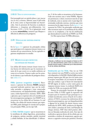 22
Elementos
constitutivos,
barreras
naturales,
células,
moléculas
y
sistemas
enzimáticos
Inmunología de Rojas
2
2-III-D Tracto genitourinario
Está protegido por un epitelio plano y por mucus
rico en Acs y enzimas. Además, tanto el pH ácido
de la orina como su hipertonicidad son bacteri-
cidas. Ante la presencia de bacterias se producen
defensinas y citoquinas pro-inflamatorias, (ver
Secciones 12-IV y 12-V). En el glomérulo renal
se secreta uromodulina, sustancia que bloquea o
dificulta la adherencia de patógenos.
2-IV Células del sistema inmune
innato
En la figura 2-4 aparecen las principales células
que participan en la respuesta inmune innata y un
resumen de sus características. En los capítulos si-
guientes ampliaremos su estudio.
2-V Moléculas que detectan
las señales de peligro
Las células del sistema inmune innato tienen va-
rias fuentes de información que les mantienen al
tanto de lo que ocurre en su medio ambiente así
como en su interior. Veamos cuales son los senso-
res de alarma y que moléculas de patógenos detec-
tan (tabla 2-3).
PRRs (patterns recognition receptors). Reco-
nocen y capturan los distintos PAMPs (patogens
associated molecular patterns) (que son las molé-
culas asociados a patógenos y muy conservadas
evolutivamente, son lipopolisacáridos, peptidoglu-
canos, ácidos lipoteicoicos, mananes, ADN, ARN
y glucanes, que se expresan solo en la membrana de
los microorganismos patógenos. Los PAMPS no se
encuentran en las células del ser humano, lo cual
facilita a las células del sistema inmune que expre-
sen PRR, poder distinguir lo extraño de lo propio.
Los principales PRRs, son los tipo Toll.
1. TLRs (Toll like receptor) que se encuentran en
la membrana de células fagocíticas, presentadoras
de antígenos, asesinas naturales, epitelio intestinal
y células linfoides. Se han identificado 13 diferen-
tes, 11 de los cuales se encuentran en los humanos.
Cada uno reconoce una o varias PAMPs. Algunos
son promiscuos, es decir, reconocen más de un tipo
de molécula, otros se asocian entre sí para ligar de-
terminadas moléculas externas, mientras que otros
reconocen las de origen interno. En la figura 2-5 se
muestran los TLRs y las principales moléculas que
ellos reconocen tanto en la membrana de las células
como en su citoplasma, y las vías de señalización
que desencadenan la unión de un PAMP a un TLR.
Un Mø expresa hasta 50 PRRs diferentes.
Señalización por los TLRs. Una vez un TLR
hace contacto con una PAMP, se activa una molé-
cula adaptadora, la MyD88 (Myeloid differentiation
primary response gene 88) que sirve de unión entre
el receptor extracelular y la vía interna de señaliza-
ción que conduce a que el factor de transcripción
NF-kB ingrese al núcleo y active varios genes de
respuesta inmune innata. La molécula My88 sirve
a todos los TLRs con excepción del TLR3.
Veamos las principales funciones de algunos
de estos TLRs: el TLR2 regula la expresión del
receptor para la vitamina D que participa en ac-
tividad microbicida contra el bacilo de la tuber-
culosis; el TLR-4, reconoce las endotoxinas de las
bacterias gramnegativas, que son lipopolisacáridos
y algunas de las señales de alarma interna como
moléculas de ADN, ARN, productos de degrada-
ción celular y proteínas de estrés, mal llamadas de
choque térmico, HSP (heat shock protein), debe-
rían ser llamadas moléculas de estrés. Este tipo de
moléculas se generan dentro de las células que son
sometidas a cambios de temperatura, agentes quí-
micos o a agresión externa por parásitos. Personas
A Beutler y Hoffmann les fué otorgado el Nobel en 2011
por sus descubrimientos sobre como se activa la res-
puesta inmune innata y a Steinman por el descubrimien-
to de las células dendríticas.
Bruce A. Beutler Jules A. Hoffmann Ralph M. Steinman
 