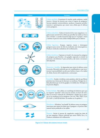 Elementos
constitutivos,
barreras
naturales,
células,
moléculas
y
sistemas
enzimáticos
23
Inmunología de Rojas
2
Figura 2-4. Células del sistema inmune innato.
Células Acciones
Células epiteliales. Constituyen la interfaz medio ambiente, medio
interno y forman las barreras que evitan el ingreso de patógenos.
Secretan péptidos antimicrobianos, producen citoquinas proinfla-
matorias y quimioquinas que atraen otras células para la defensa
contra patógenos.
Células endoteliales. Cubren el interior de los vasos sanguíneos y re-
gulan el paso normal de las células que patrullan los tejidos en busca
de lo “extraño”, y cunado encuentran algo que no “es propio”, atraen
y facilitan el paso de varias células indispensables para la defensa.
Células fagocíticas. Atrapan, ingieren, matan y desintegran
patógenos para extraer de ellos las moléculas más inmunogénicas.
Producen moléculas mediadoras de la inflamación.
Células dendríticas. Capturan en la piel y las mucosas los antígenos
de patógenos para llevarlos a los ganglios regionales en donde los
presentan a los linfocitos T para activarlos y dar inicio a la inmuni-
dad adquirida.
Mastocitos y basófilos. Se degranulan para iniciar la defensa contra
lo extraño, liberando moléculas que son vasodilatadoras y que incre-
mentan la permeabilidad vascular para facilitar el paso a los tejidos
de células, factores del complemento y anticuerpos.
Eosinófilos. Ayudan a la defensa contra parásitos, sobre los que liberan
proteínas muy tóxicas que les destruyen su membrana. Protegen las cé-
lulas plasmáticas que van de los ganglios a la médula ósea. Participan en
los procesos alérgicos.
Células linfoides. Son células con morfología de linfocitos pero que
no requieren “aprender” cómo atacar lo extraño. Lo hacen de inme-
diato al reconocer moléculas de carbohidrato y lípidos que se expre-
sen en la membrana de los patógenos. Son seis, NKs, iNKT, Lsγδ,
LTi, LsB-1 y LsB ZM del bazo. Se estudian en el capítulo 5.
Fibroblastos. Al finalizar “una batalla” de defensa contra un patógeno,
intervienen para reparar los daños que el patógeno o el proceso infla-
matorio hayan producido en los tejidos.
Plaquetas. Inician el proceso de coagulación cuando hay daño de
un vaso sanguíneo. Liberan moléculas que atraen PMNs, Eos y Ls.
Producen mediadores de la inflamación.
EOS
Bas
Mas
Mon PMN
NK Lsγδ LsB-1
 