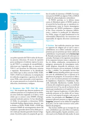 24
Elementos
constitutivos,
barreras
naturales,
células,
moléculas
y
sistemas
enzimáticos
Inmunología de Rojas
2
con pobre expresión del TLR-4 sufren de frecuen-
tes procesos infecciosos. El exceso de expresión
parece predisponer al síndrome séptico; la caren-
cia del TLR-5 se acompaña de susceptibilidad a
infecciones por Legionella spp.; en ausencia del
TLR-11 son frecuentes las infecciones urinarias
a repetición. Recientemente se ha identificado
otro TLR13 que se ubica como los TLR3, TLR9,
TLR7 y TLR 8 en el endosoma. La manipulación
de moléculas antagonistas o agonistas de los dife-
rentes TLRs, están mostrando a nivel experimen-
tal, un gran potencial en el control de afecciones
infecciosas, autoinmunes y malignas.
2. Receptores tipo NLR (Nod like recep-
tors). Son receptores que detectan productos mi-
crobianos presentes en el citoplasma de las células,
así como moléculas originadas en el daño y estrés
celular que se conocen como DAMPs (Damage-
associated molecular patterns). Se han identificado
23 NLRs, los principales se denominan NODs
(nucleotide-binding oligomerization domains). que
se dividen en NLRA, NLRB, NLRC y NLRP que
reconocen PAMPs de microorganismos dentro del
citoplasma o generados dentro de las células por es-
trés o daño por desechos generados durante la faga-
citosis. Uno de los cuales es la catepsina B, que reci-
ben el nombre de alarminas o DAMPs. Los recep-
tores para los DAMPs son algunosTLRs y el RAGE
(receptor for advanced glycation end products).
El NOD1 participa en la defensa innata
contra el Helicobacter pylori; el NOD2 ayuda en
el control de las bacterias que se reproducen in-
tracelularmente como la Listeria monocytogenes;
alteraciones del NOD3 predisponen a alergias
al frío. Otros estimulan las respuestas inflama-
torias e inducen la producción de defensinas.
Los NLRs, juegan un papel fundamental en las
enfermedades inflamatorias. Sus mutaciones son
responsables de algunas afecciones autoinmunes
(figura 2-6).
3. Lectinas. Son moléculas proteicas que tienen
un segmento de colágeno por el cual se unen a
carbohidratos, no se deben confundir con gluco-
proteinas que son proteínas que tienen cadenas de
carbohidratos. Las principales son las lectinas tipo
C, llamadas así porque requieren de calcio para ser
activadas. Participan en los siguientes mecanismos
de las respuestas inmunes innata y adquirida: trá-
fico de células, señalización, reconocimiento de
patógenos, presentación de inmunógenos inclu-
yendo alérgenos, desarrollo de tolerancia, creci-
miento de tumores y de sus metástasis. Se dividen
en fijas y solubles. Las principales lectinas fijas
son MBP (manosa bainding protein) que reconoce
una serie de carbohidratos que se expresan en la
membrana de patógenos. Se encuentran en Møs y
DCs, se une a la manosa presente en la membrana
de Staphylococci, Streptoccocci, Pseudomonas, Klep-
siella, Salminella, Mycobacteria, Candida. Activan
el sistema del complemento gracias a su similitud
estructural con en C1q, uno de sus factores de este
sistema que estudiaremos en el capítulo 6. Las lec-
tinas tipo C ignoran la galactosa y el ácido siálico,
moléculas presentes en las células del ser huma-
no, por lo cual respetan lo propio y solo atacan lo
extraño. Las principales son: Dectinas 1 y 2 que
reconocen glucanos presentes en algunos hongos;
Langerina, presentes en las células de Langerhans
de la piel y con las cuales reconocen varios carbo-
hidratos de patógenos.
Hay lectinas solubles que se encargan de cap-
turar carbohidratos que estén libres en el plasma,
líquido cefalorraquídeo, líquido amniótico, secre-
ción nasal o en los fluidos del oído medio. Se unen
PRRs
• TLRs
• NLRs.
Lectinas
• MR.
• Dectinas
• Langerina.
• Surfactantes.
Galectinas
Pentraxinas
• Proteína C reactiva.
• Proteína ligadora de lipopolisacáridos.
• Amiloide A del suero.
Receptores para residuos microbianos
Receptores de f-metionil-leucil fenilalanina.
• Acs naturales.
• Receptores RLR
• Semaforinas.
Receptores para residuos microbianos
• Receptores trampa.
Tabla 2-3. Moléculas que reconocen lo extraño.
 