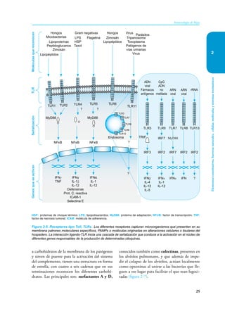 Elementos
constitutivos,
barreras
naturales,
células,
moléculas
y
sistemas
enzimáticos
25
Inmunología de Rojas
2
a carbohidratos de la membrana de los patógenos
y sirven de puente para la activación del sistema
del complemento, tienen una estructura en forma
de estrella, con cuatro a seis cadenas que en sus
terminaciones reconocen los diferentes carbohi-
dratos. Las principales son: surfactantes A y D,
conocidos también como colectinas, presentes en
los alvéolos pulmonares, y que además de impe-
dir el colapso de los alvéolos, actúan localmente
como opsoninas al unirse a las bacterias que lle-
guen a ese lugar para facilitar el que sean fagoci-
tadas (figura 2-7).
HSP: proteínas de choque térmico: LPS: lipopolisacáridos; MyD88: proteína de adaptación; NFκB: factor de transcripción; TNF:
factor de necrosis tumoral; ICAM: molécula de adherencia.
Figura 2-5. Receptores tipo Toll, TLRs. Los diferentes receptores capturan microorganismos que presenten en su
membrana patrones moleculares específicos, PAMPs o moléculas originadas en alteraciones celulares o tisulares del
hospedero. La interacción ligando-TLR inicia una cascada de señalización que conduce a la activación en el núcleo de
diferentes genes responsables de la producción de determinadas citoquinas.
Hongos
Micobacterias LPS
HSP
Taxol
Lipoproteínas
Peptidoglucanos
Zimosán
Parásitos
Gram negativas
Lipopéptidos
Tripanosoma
Toxoplasma
Patógenos de
vías urinarias
Virus
Hongos Virus
Flagelina
Moléculas
que
reconocen
TLR
Señalización
Genes
que
se
activan
TLR2 TLR4
TLR1 TLR11
TLR6
TLR5
? ?
MyD88 MyD88
?
NFκB
NFκB
IFNγ
TNF
IFNγ
IL-1β
IL-12
Defensinas
Prot. C. reactiva
ICAM-1
Selectina E
IFNα
IL-1
IL-12
?
NFκB
CpG
ADN
no
metilada
TLR9
IRF7
IFNα
IL-1
IL-12
TRIF
ADN
viral
Fármacos
antígenos
TLR3
IRF3
IFNβ
IL-4
IL-12
IL-5
Zimosán
Lipopéptidos
TLR8 TLR13
ARN
viral
TLR7
IRF7 IRF2
IRF2 IRF2
IFNα IFN ?
TLR3
TLR7
TLR9
TLR8
TLR13
ARN
viral
rRNA
MyD88
Endosoma
 
