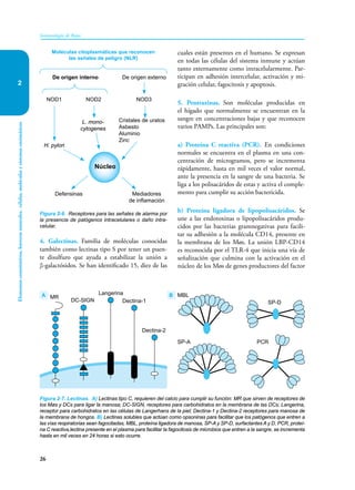 26
Elementos
constitutivos,
barreras
naturales,
células,
moléculas
y
sistemas
enzimáticos
Inmunología de Rojas
2
4. Galectinas. Familia de moléculas conocidas
también como lectinas tipo S por tener un puen-
te disulfuro que ayuda a estabilizar la unión a
β-galactósidos. Se han identificado 15, diez de las
cuales están presentes en el humano. Se expresan
en todas las células del sistema inmune y actúan
tanto externamente como intracelularmente. Par-
ticipan en adhesión intercelular, activación y mi-
gración celular, fagocitosis y apoptosis.
5. Pentraxinas. Son moléculas producidas en
el hígado que normalmente se encuentran en la
sangre en concentraciones bajas y que reconocen
varios PAMPs. Las principales son:
a) Proteína C reactiva (PCR). En condiciones
normales se encuentra en el plasma en una con-
centración de microgramos, pero se incrementa
rápidamente, hasta en mil veces el valor normal,
ante la presencia en la sangre de una bacteria. Se
liga a los polisacáridos de estas y activa el comple-
mento para cumplir su acción bactericida.
b) Proteína ligadora de lipopolisacáridos. Se
une a las endotoxinas o lipopolisacáridos produ-
cidos por las bacterias gramnegativas para facili-
tar su adhesión a la molécula CD14, presente en
la membrana de los Møs. La unión LBP-CD14
es reconocida por el TLR-4 que inicia una vía de
señalización que culmina con la activación en el
núcleo de los Møs de genes productores del factor
Figura 2-7. Lectinas. A) Lectinas tipo C, requieren del calcio para cumplir su función: MR que sirven de receptores de
los Møs y DCs para ligar la manosa; DC-SIGN, receptores para carbohidratos en la membrana de las DCs; Langerina,
receptor para carbohidratos en las células de Langerhans de la piel; Dectina-1 y Dectina-2 receptores para manosa de
la membrana de hongos. B) Lectinas solubles que actúan como opsoninas para facilitar que los patógenos que entren a
las vías respiratorias sean fagocitadas, MBL, proteína ligadora de manosa, SP-A y SP-D, surfactantes A y D, PCR, proteí-
na C reactiva,lectina presente en el plasma para facilitar la fagocitosis de microbios que entren a la sangre, se incrementa
hasta en mil veces en 24 horas si esto ocurre.
SP-A PCR
MBL
SP-D
A B
MR
DC-SIGN
Langerina
Dectina-1
Dectina-2
Figura 2-6. Receptores para las señales de alarma por
la presencia de patógenos intracelulares o daño intra-
celular.
Defensinas
H. pylori
NOD1
De origen interno
Moléculas citoplasmáticas que reconocen
las señales de peligro (NLR)
De origen externo
NOD2 NOD3
L. mono-
cytogenes
Cristales de uratos
Asbesto
Aluminio
Zinc
Mediadores
de inflamación
Núcleo
 